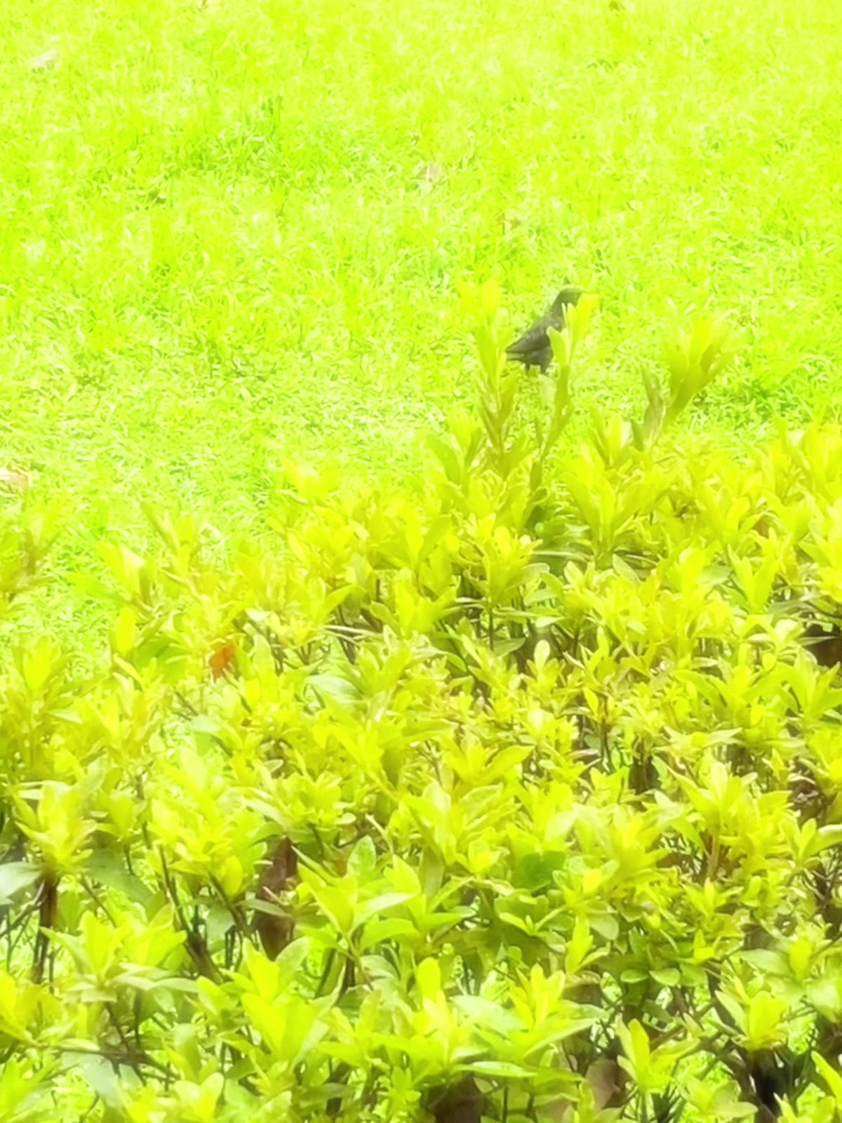 林森公園小鳥停在灌木叢