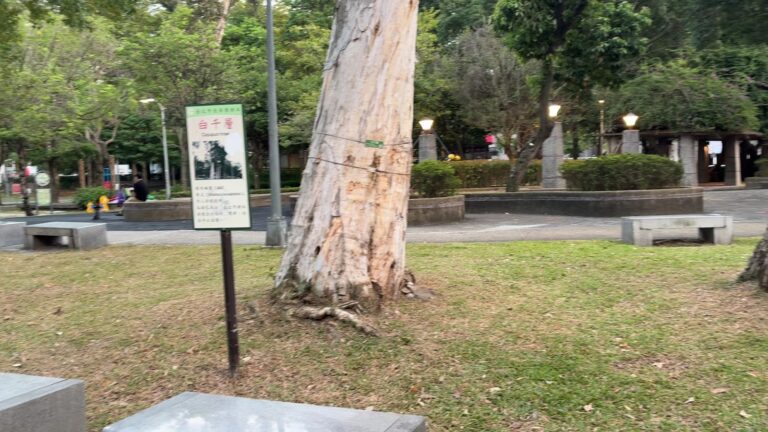 林森公園白千層老樹