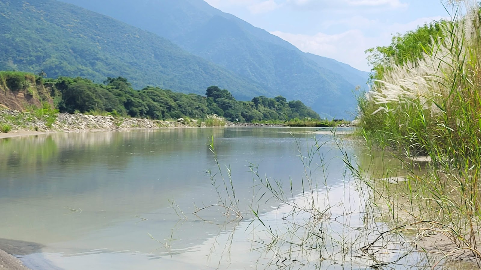龜王岩荖濃溪畔甜根子草蘆葦隨風搖曳
