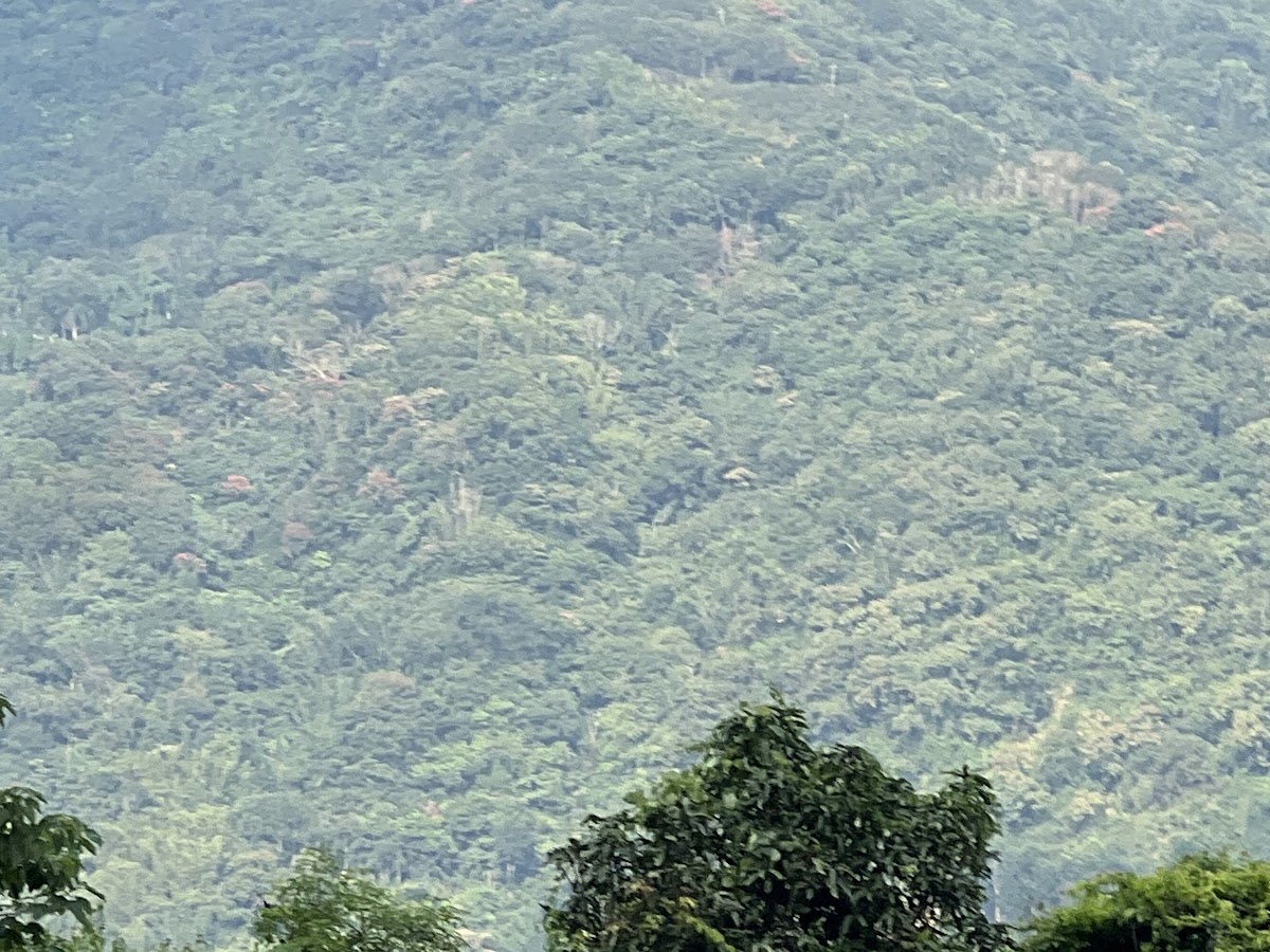 浦來溪頭社戰道眺望荖濃溪谷山巒疊嶂雲霧繚繞