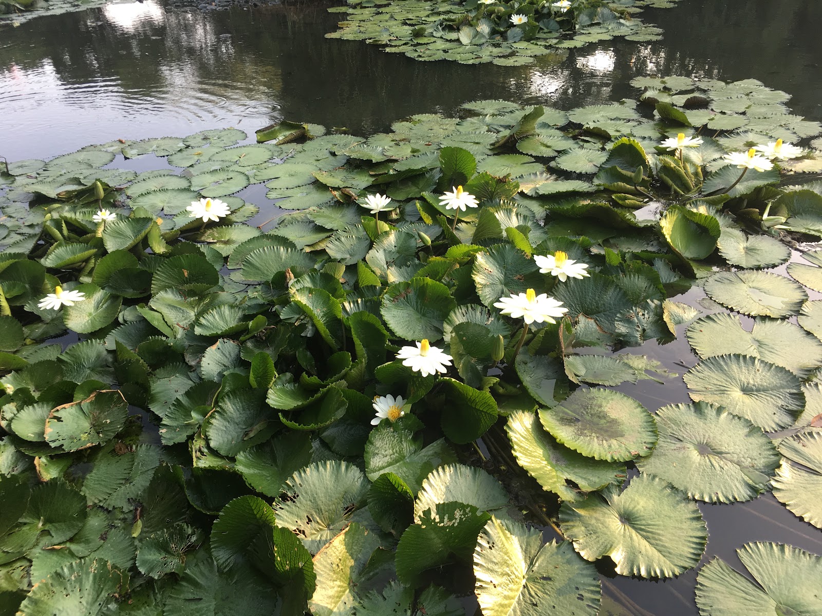 南崁溪人工溼地綠化園區水池盛開白色睡蓮