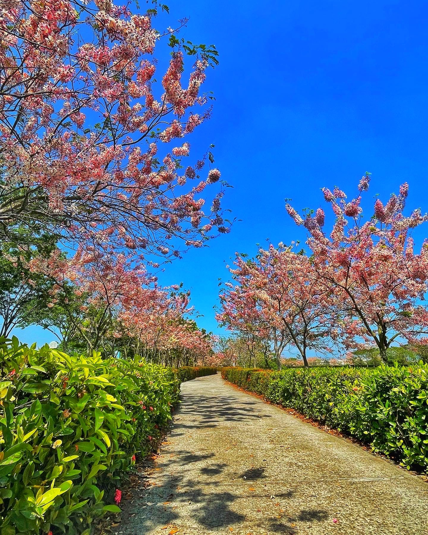 高科花旗木環湖步道花旗木盛開步道