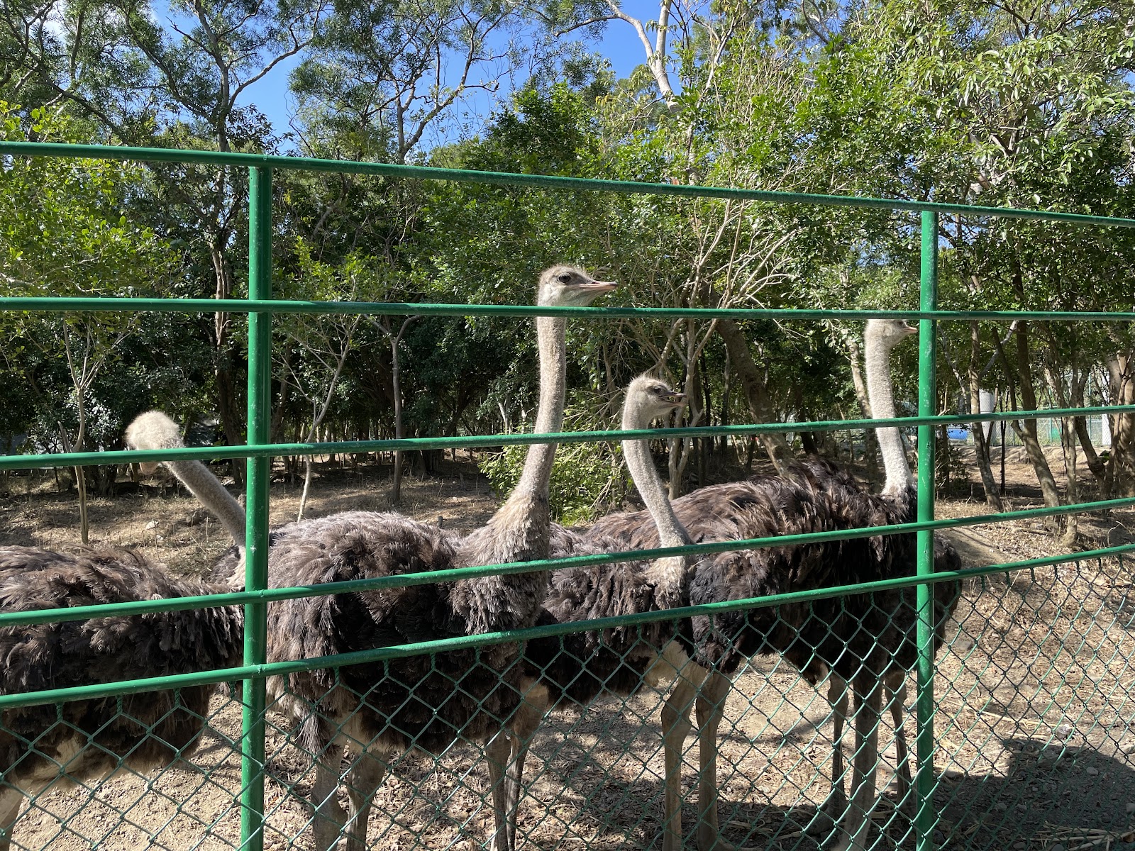 園區內鴕鳥群近拍，好奇地望向鏡頭