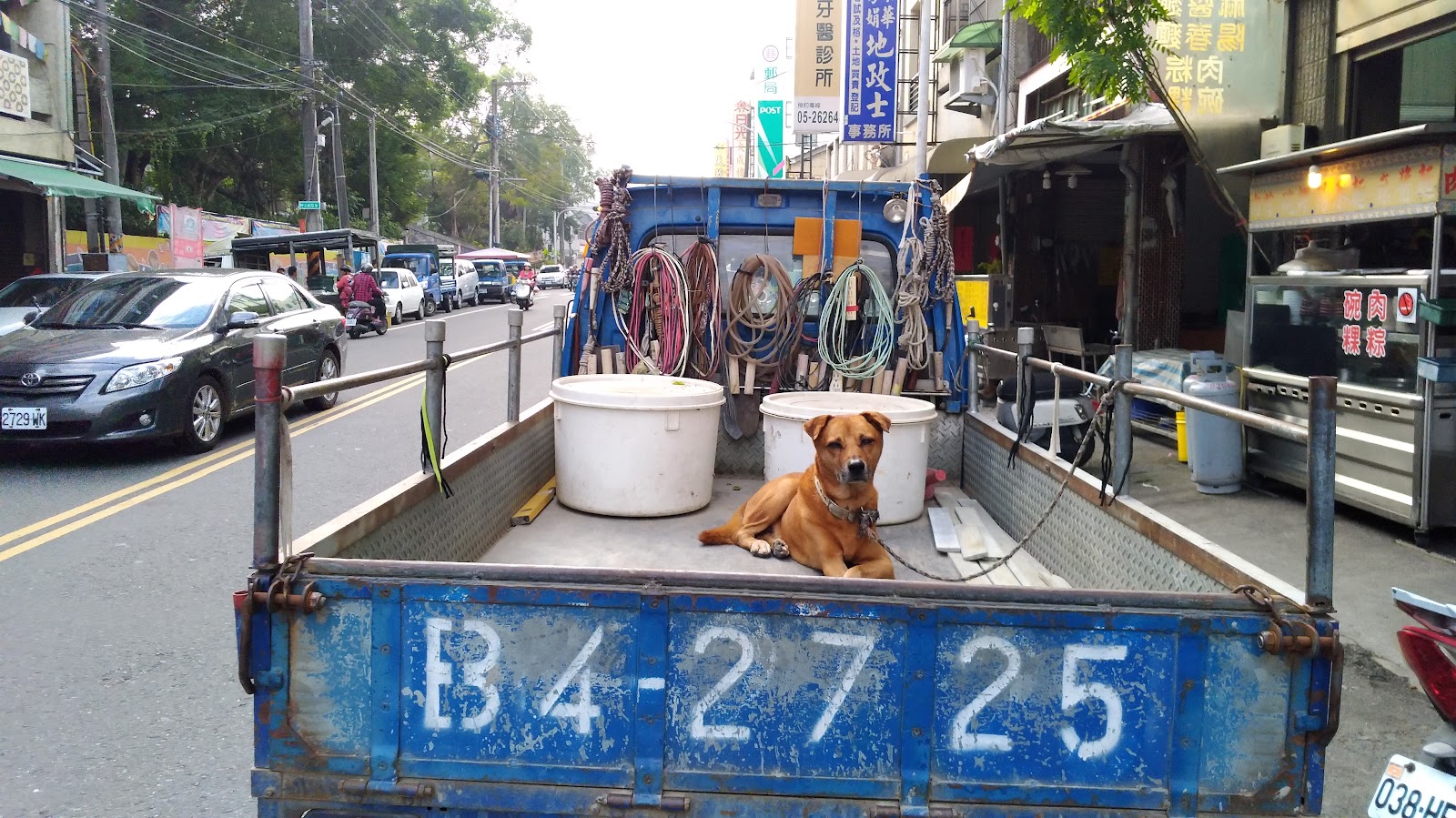 梅山第一市場街景黃狗曬太陽