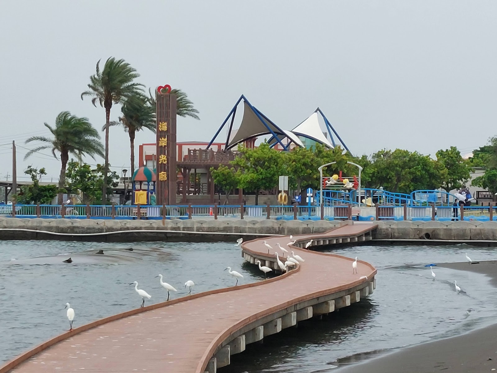 彌陀漁港海岸光廊白鷺鷥群聚木棧道旁水面