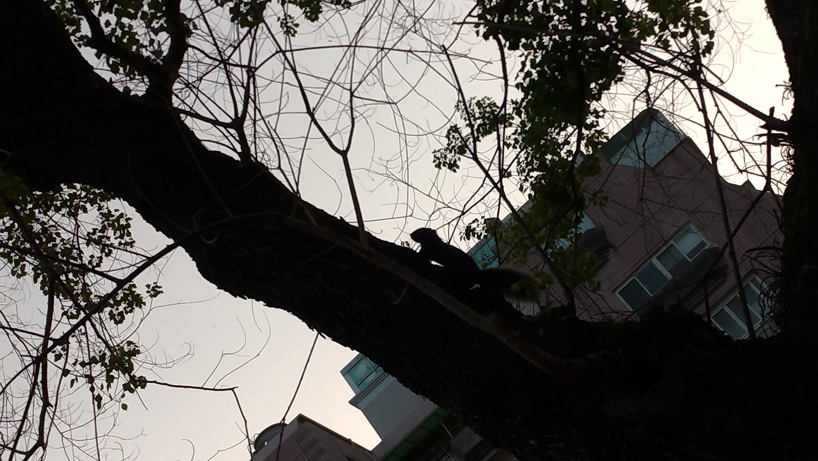 成德綠地樹梢松鼠剪影