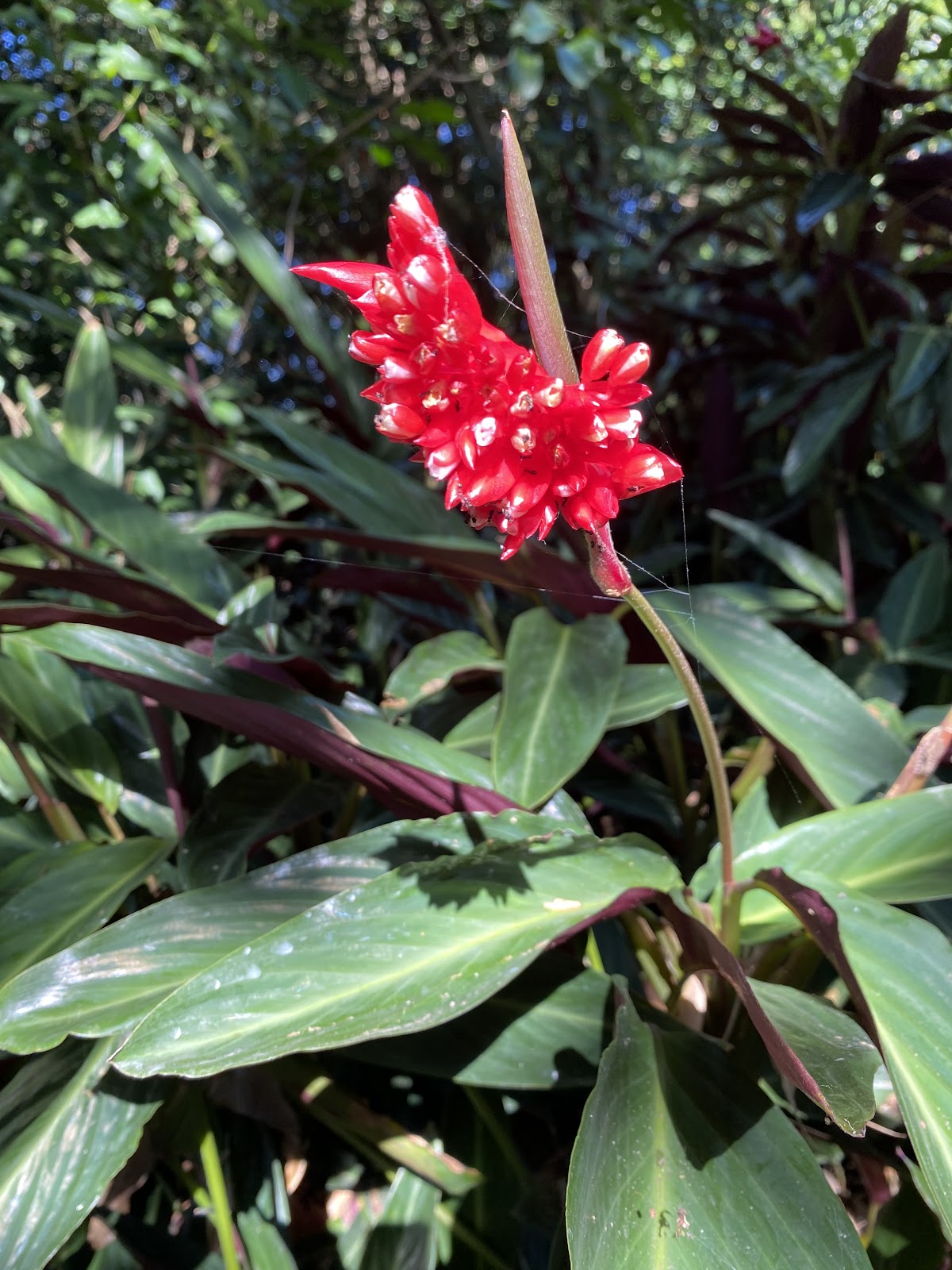 鮮紅色炮仗紅蕉花朵特寫，綠葉背景