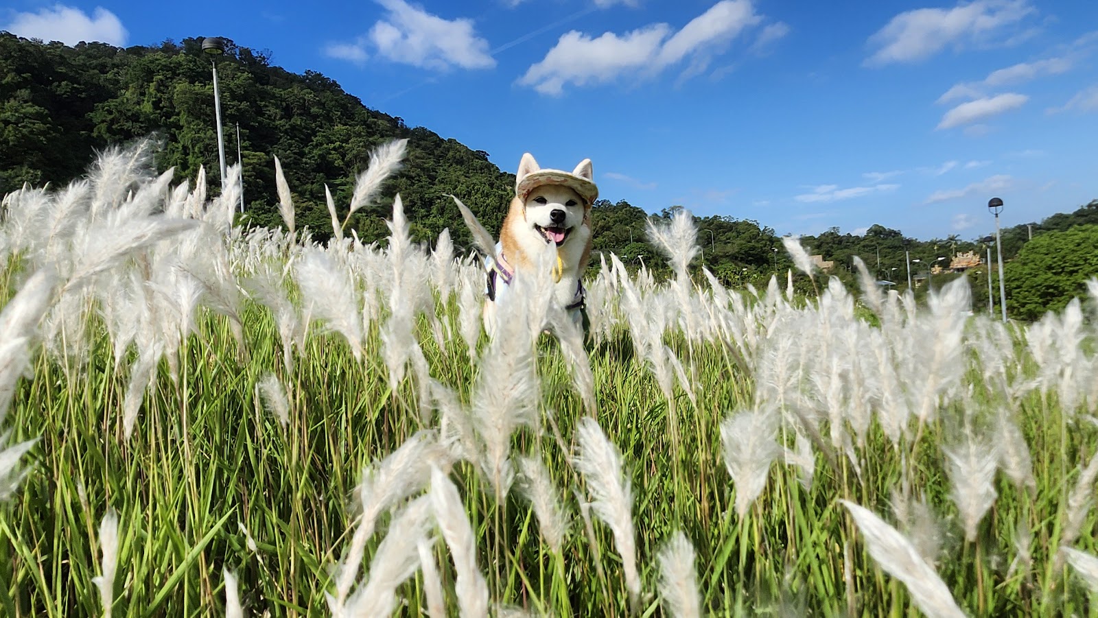 柴犬戴草帽在白色芒草花海中探頭，背景青山藍天白雲