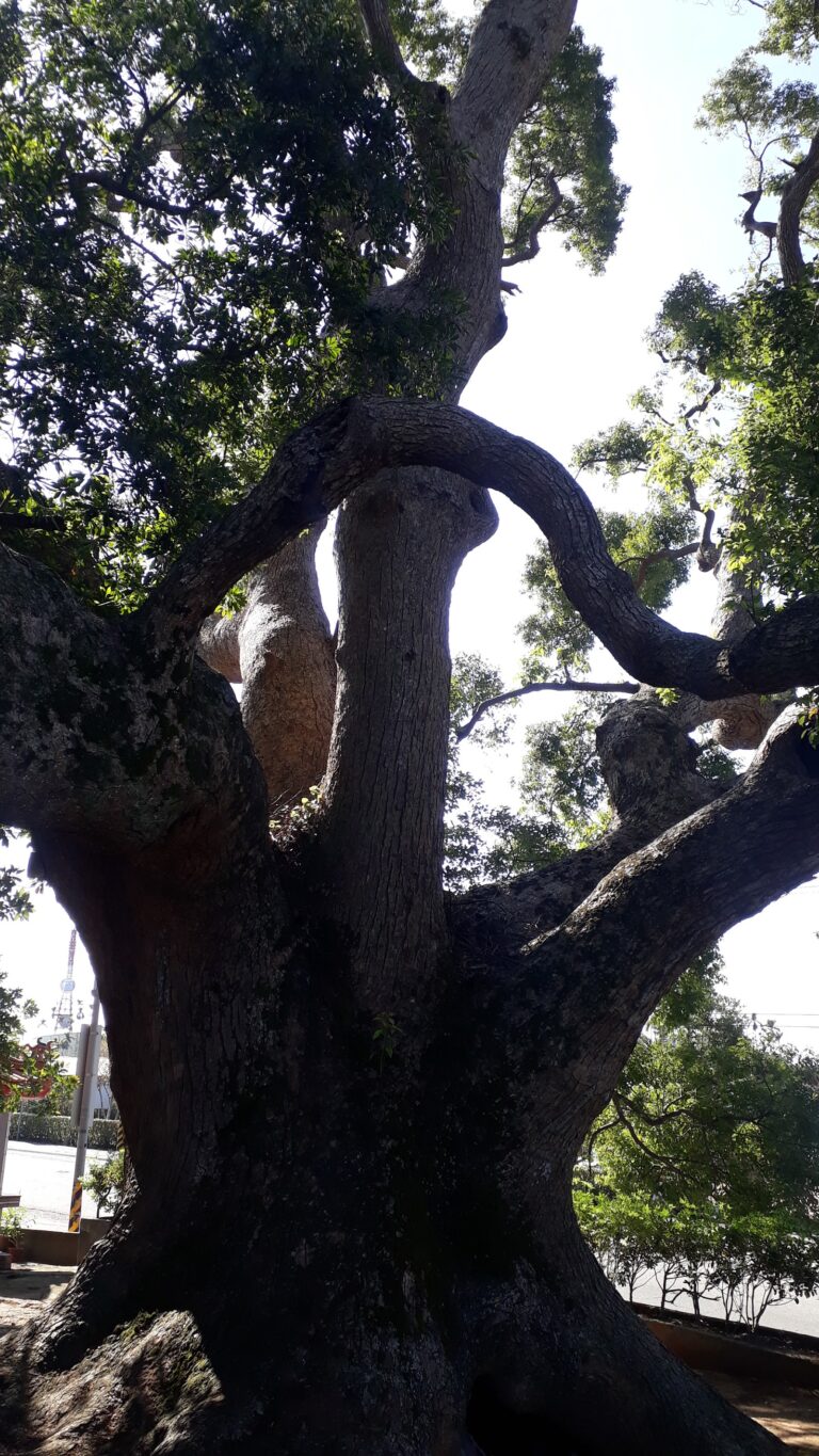 老樟母女樹樹幹枝葉特寫