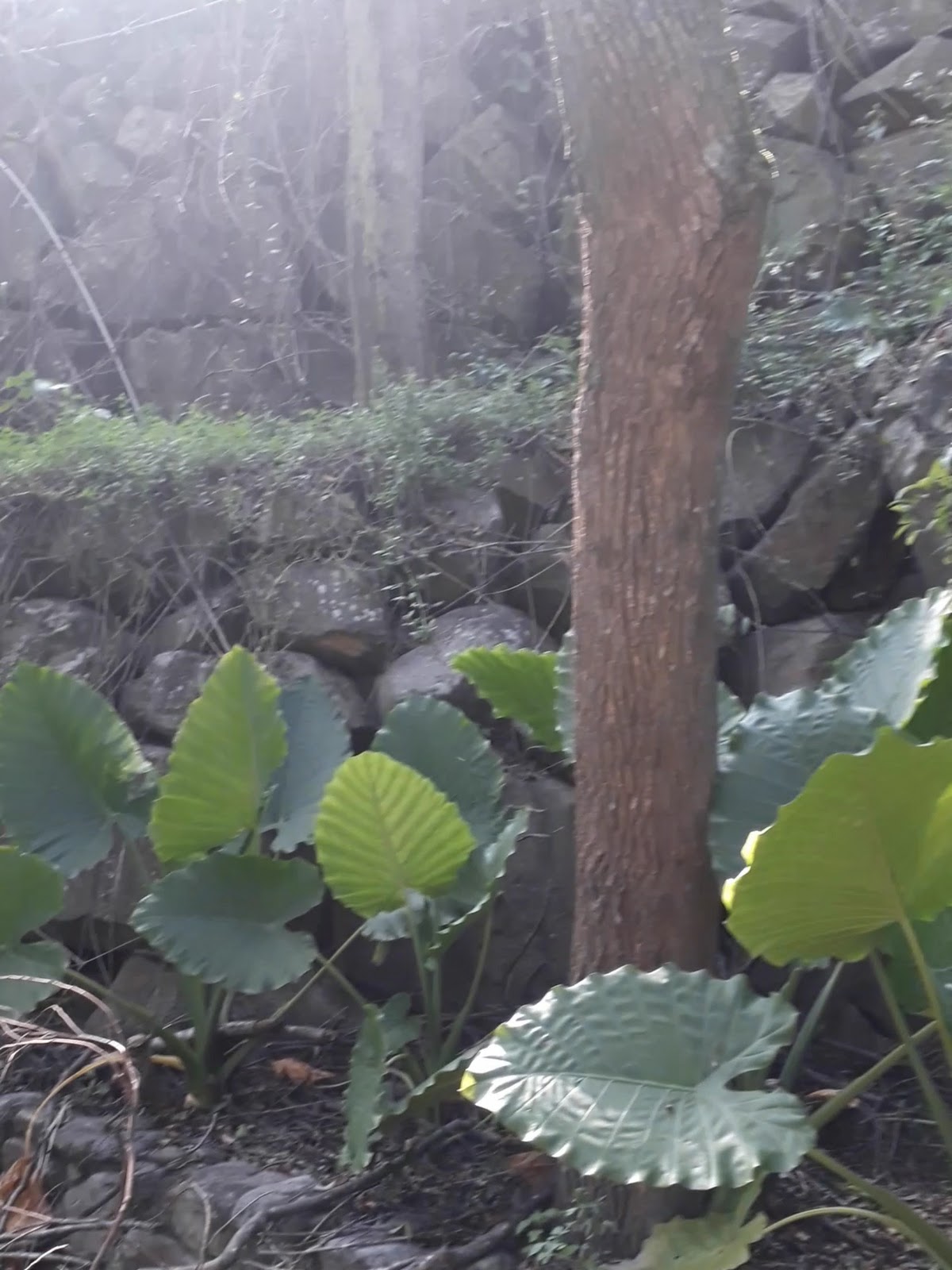 打石文化園區人工堆砌的石牆與蕨葉植物