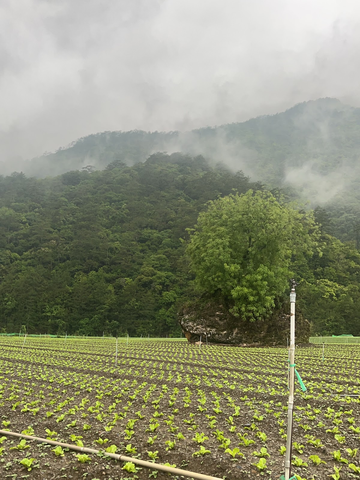 農場高麗菜田成排種植，背景山巒雲霧與巨石