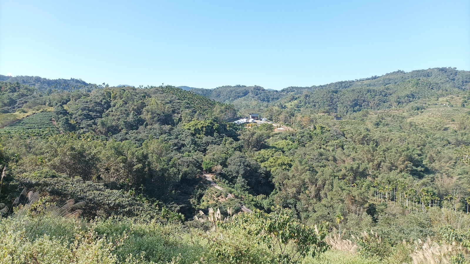 澀水社區觀景台茶園梯田景色