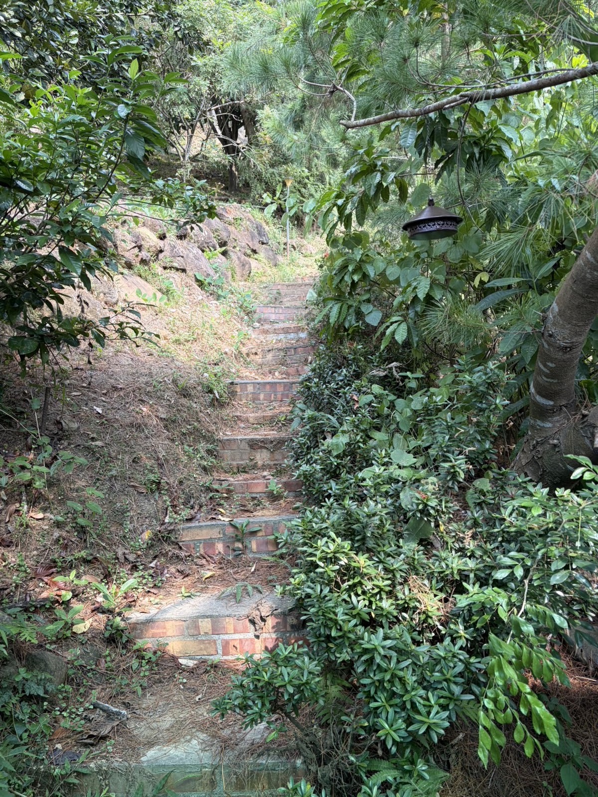 好妙天然咖啡精油農場石階小徑