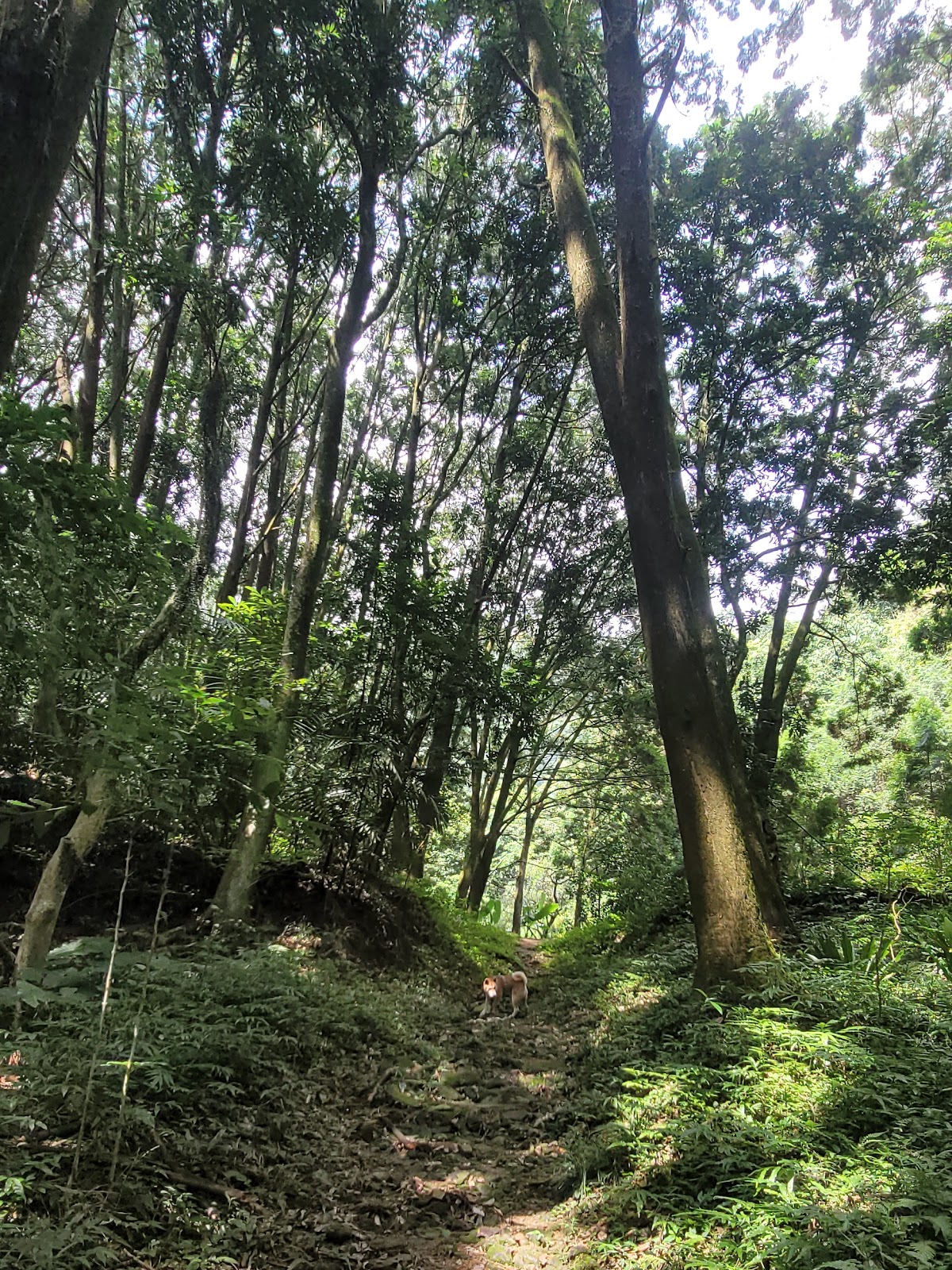 肖楠巨木林步道巨木
