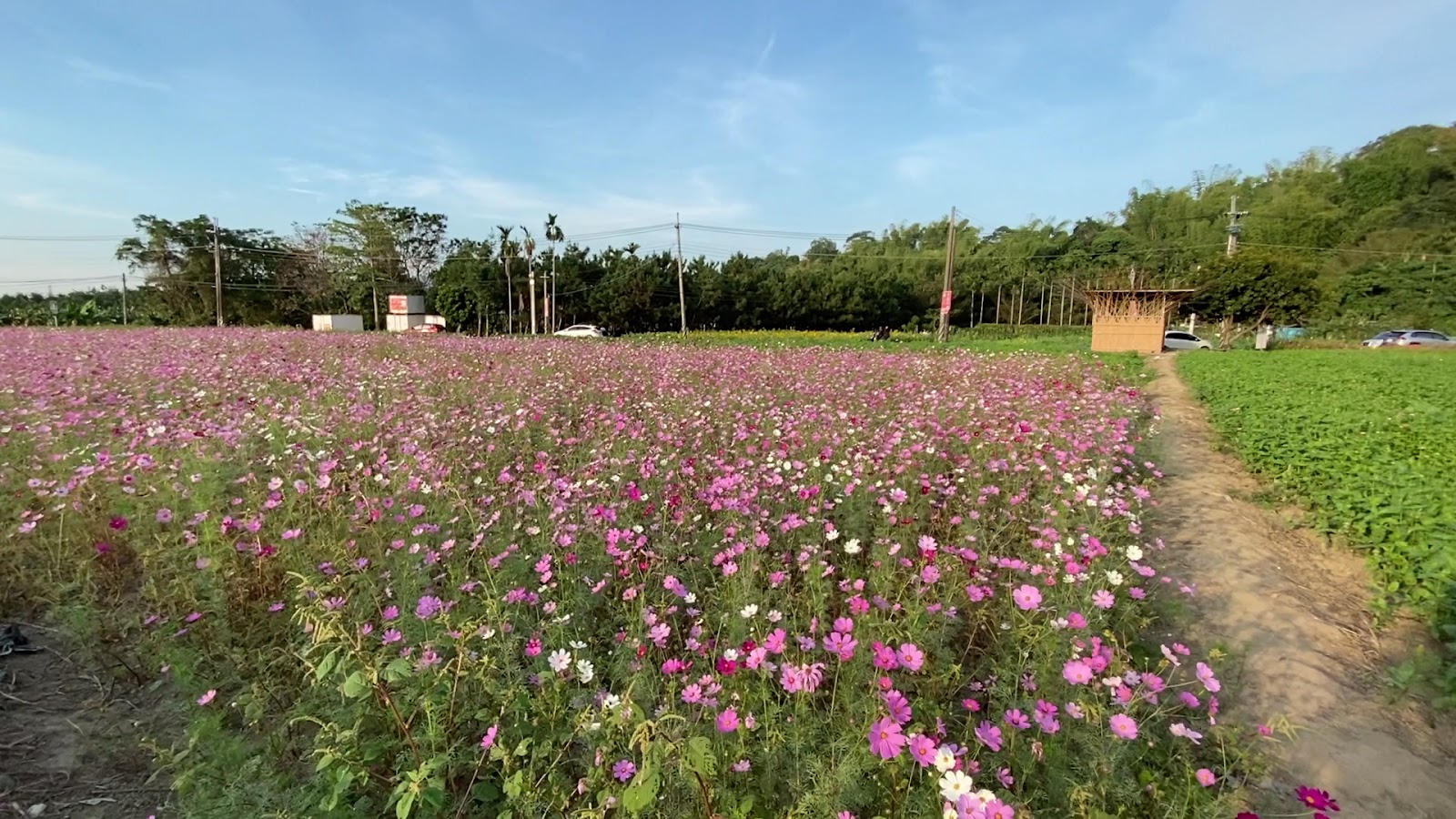 竹山九十九崁周邊波斯菊花海步道