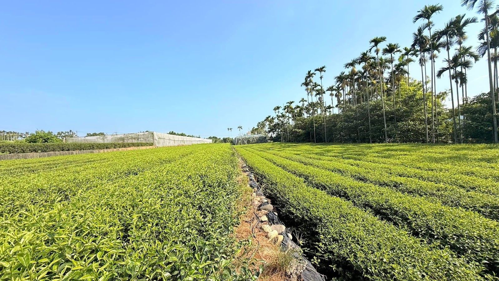 照鏡山茶園層層茶樹搭配檳榔樹景觀