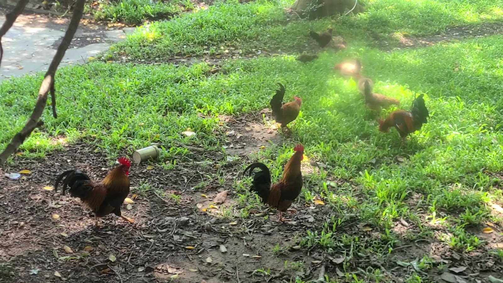 果農之家 - 果農之家的放養土雞悠閒地在草地上覓食,戶外庭園氣氛輕鬆自在