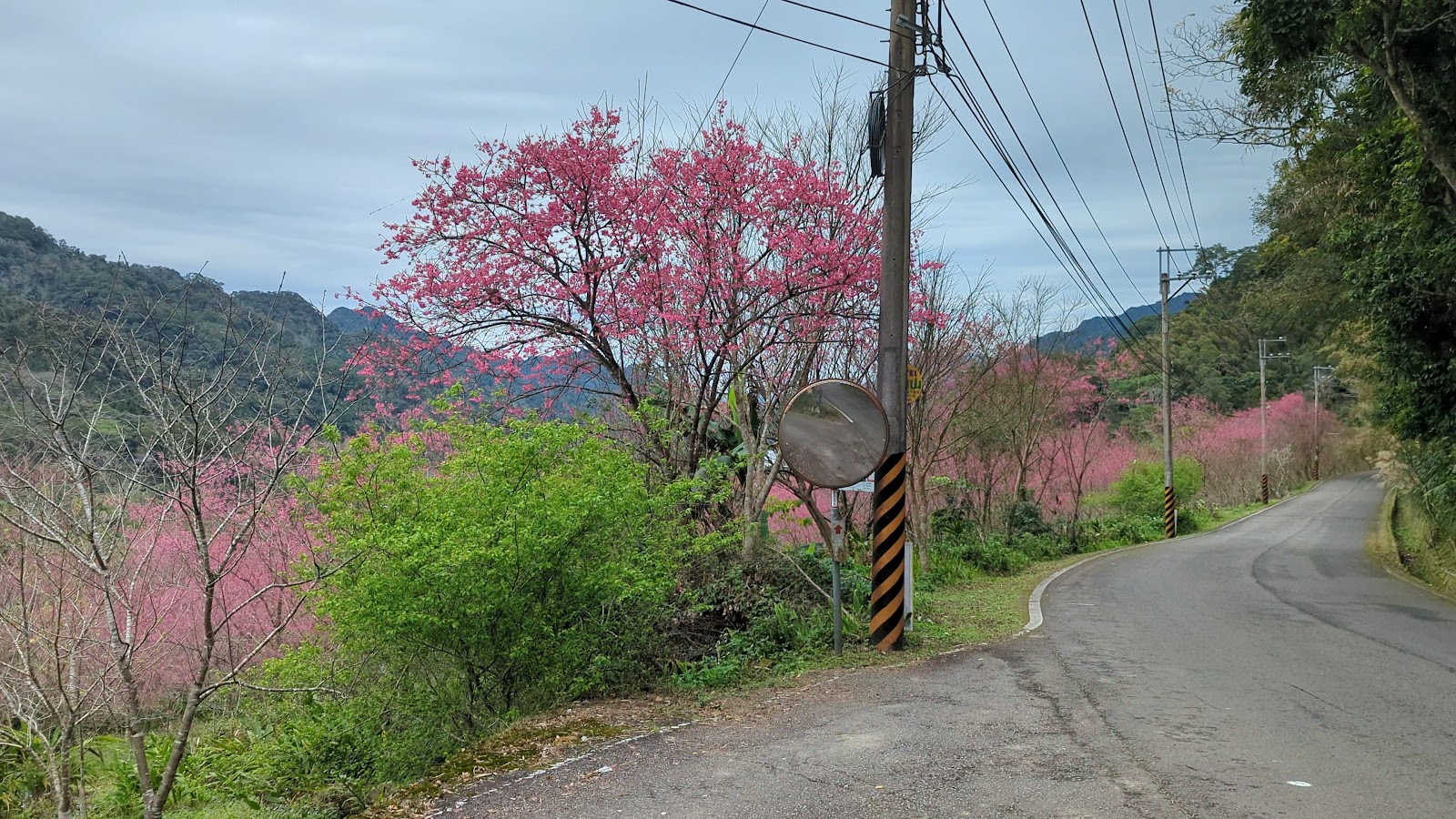 八卦力部落櫻花步道，苗栗南庄賽夏族聚落