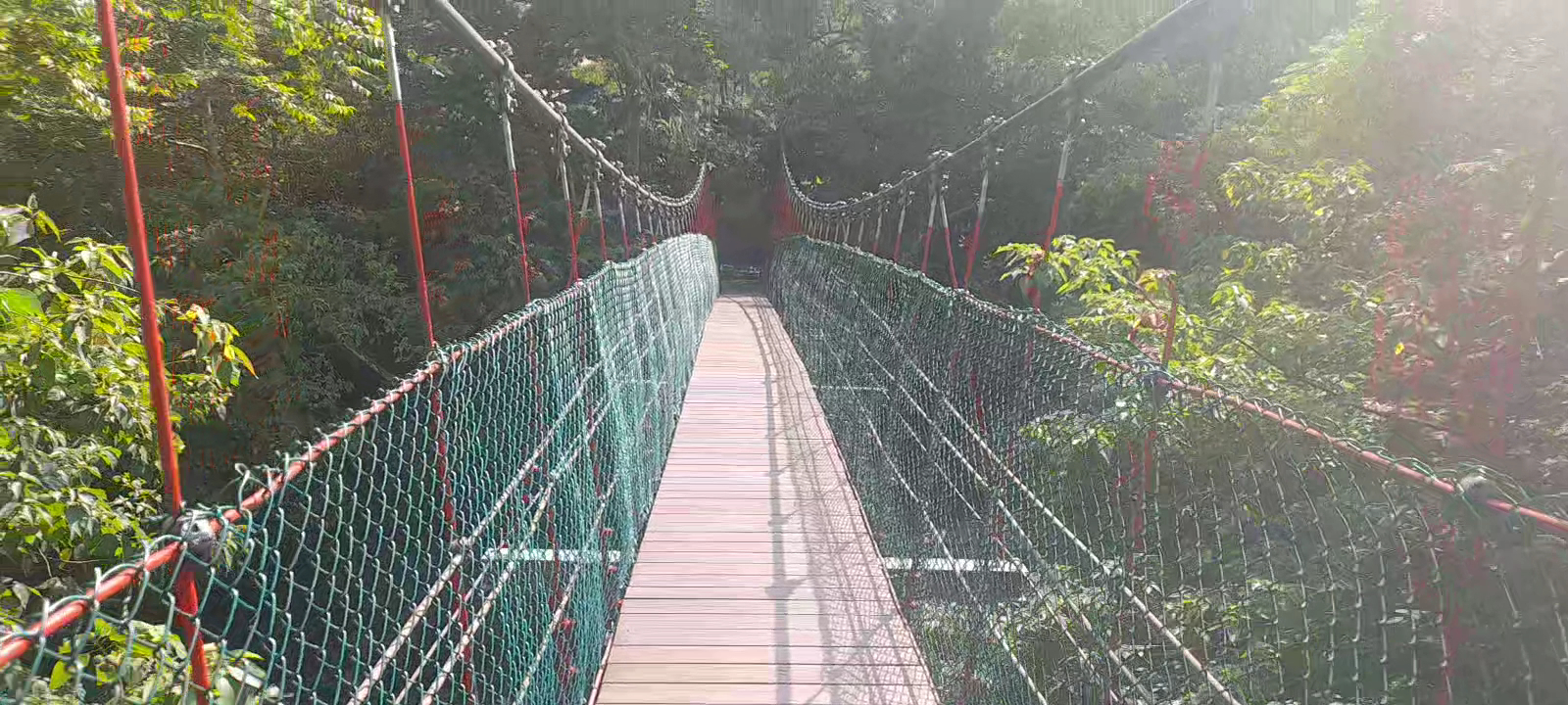 八卦力吊橋陽光穿透林間，苗栗南庄森林秘境
