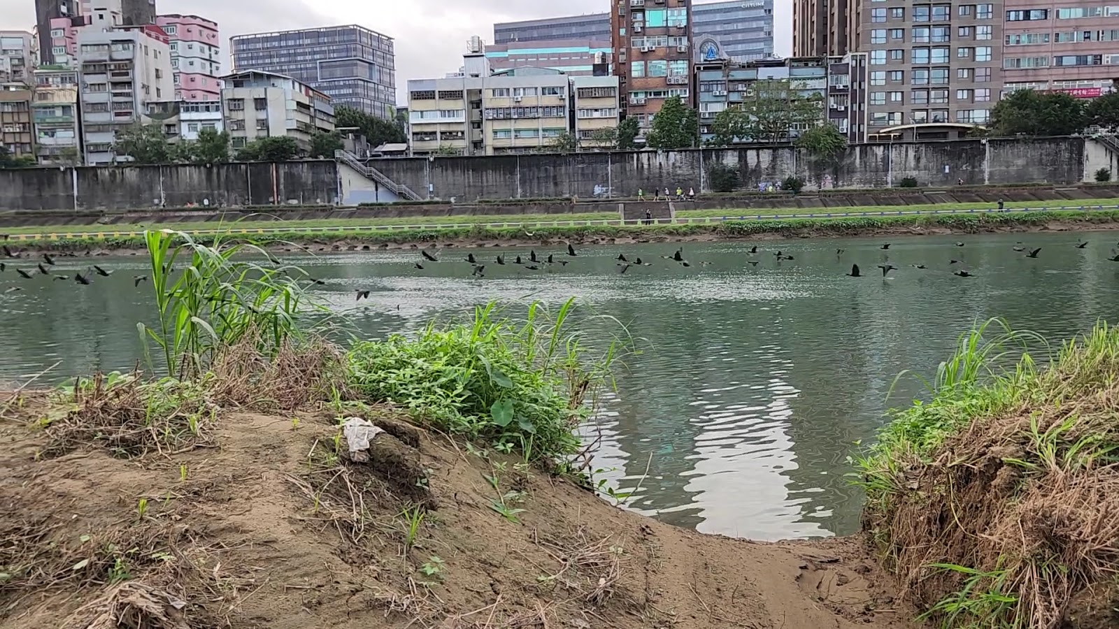 一群水鳥低飛掠過基隆河面,遠處河堤有民眾慢跑運動