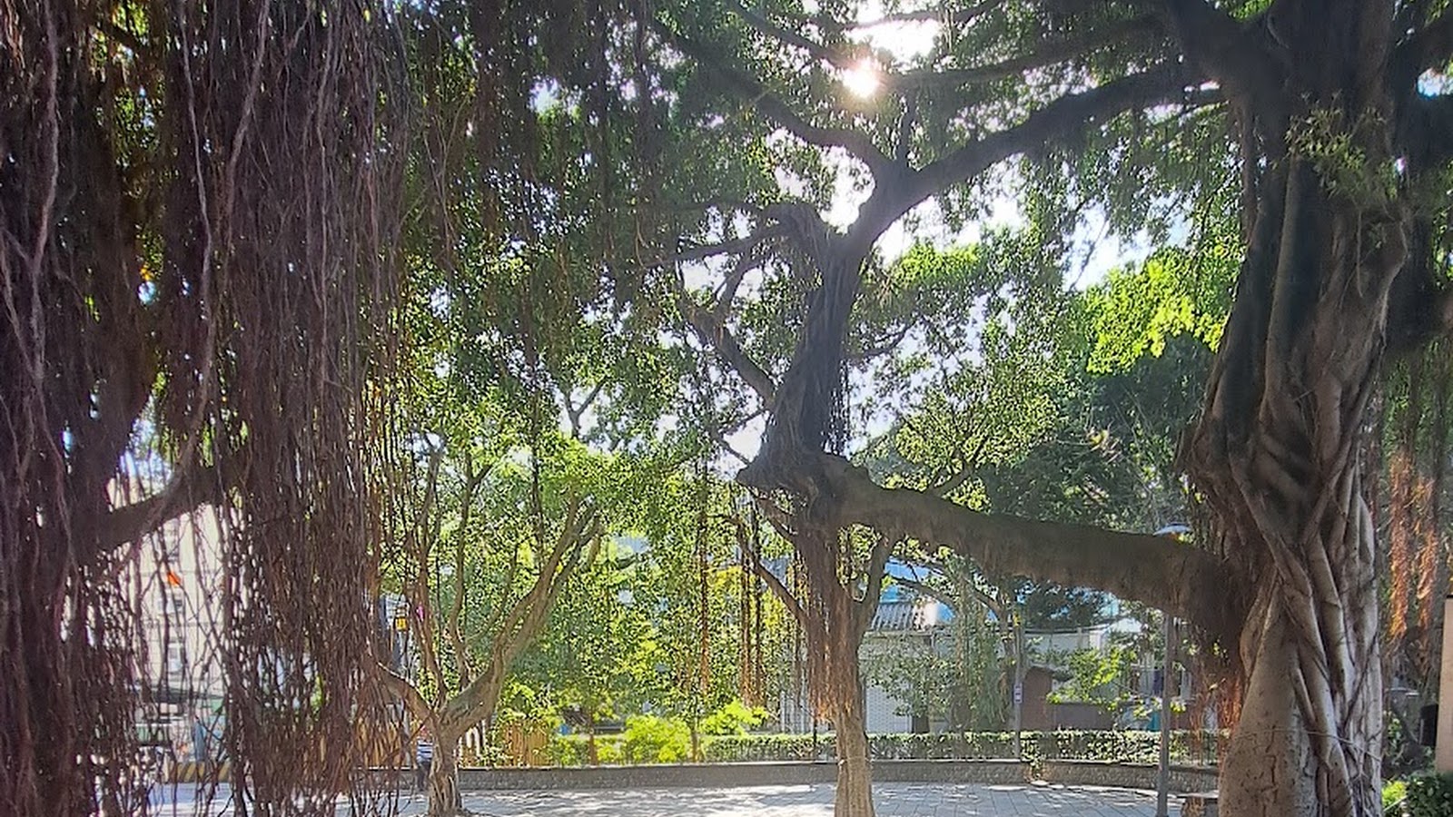 中壢聖蹟亭旁百年老榕樹氣根垂落，陽光灑落枝葉間