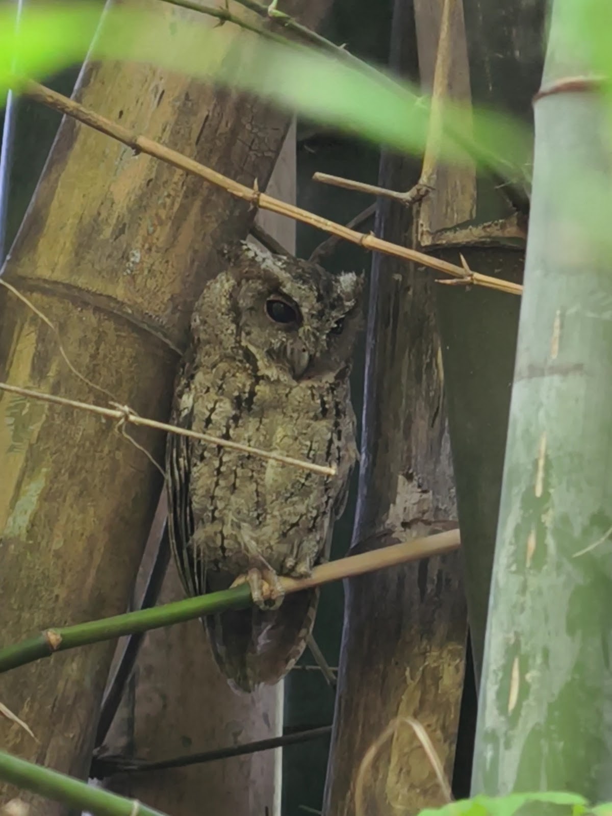 鳥松濕地公園領角鴞 竹林間躲著一隻領角鴞,運氣好才拍得到的賞鳥驚喜