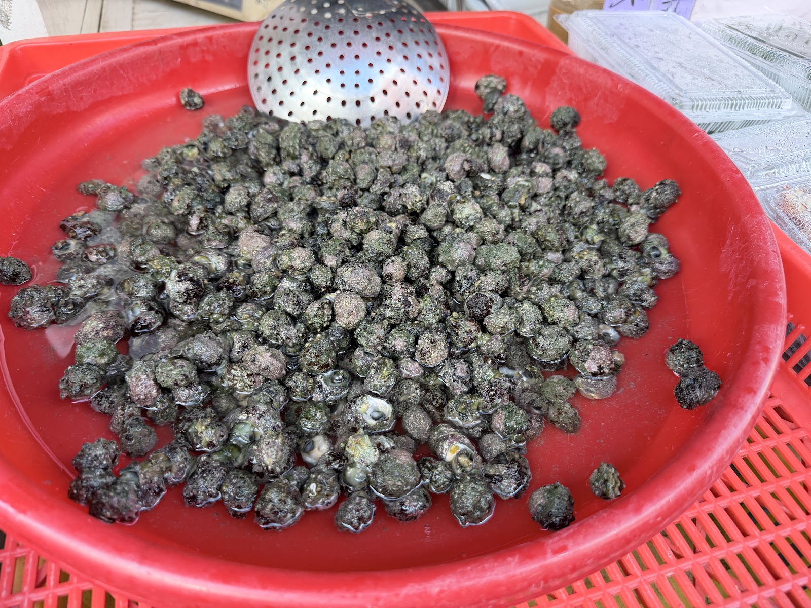 北辰市場新鮮現撈小海螺，裝在紅色塑膠盆中