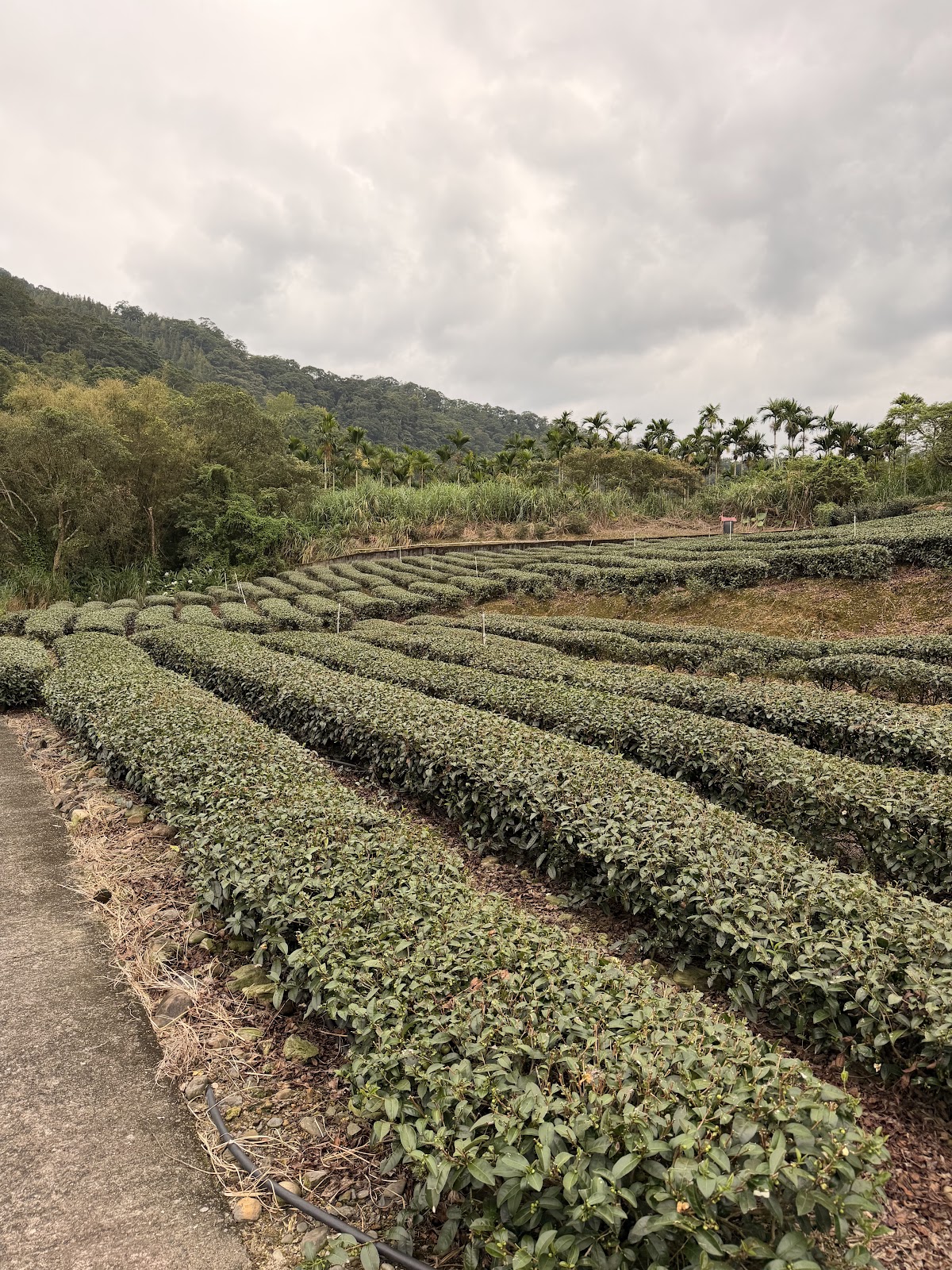 魚堀溪沿線層疊茶園梯田景色,步道蜿蜒其中