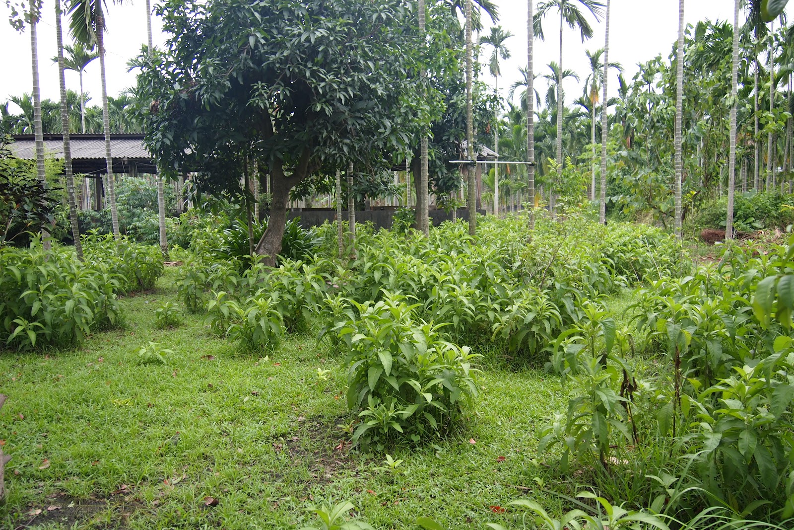 大風草園建功鍾屋夥房周邊廣植大風草藥草田