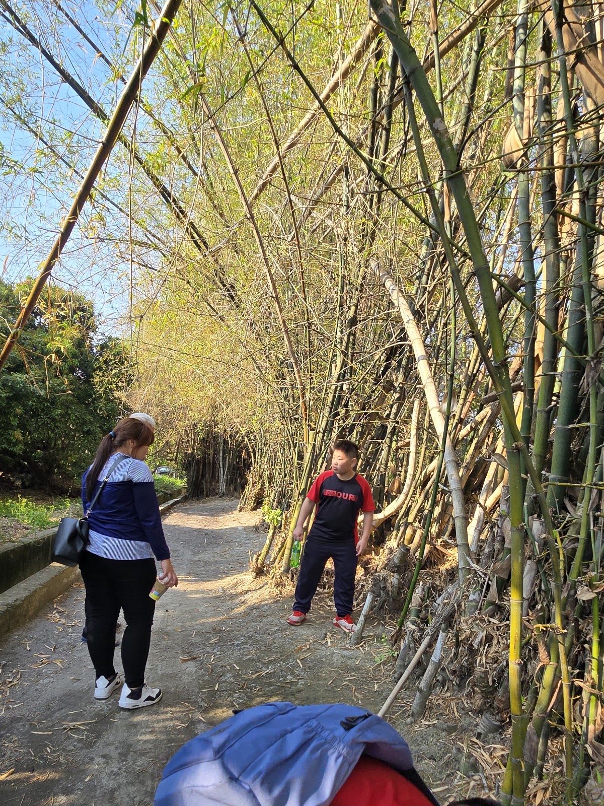日月池竹林步道,陽光灑落翠綠竹林