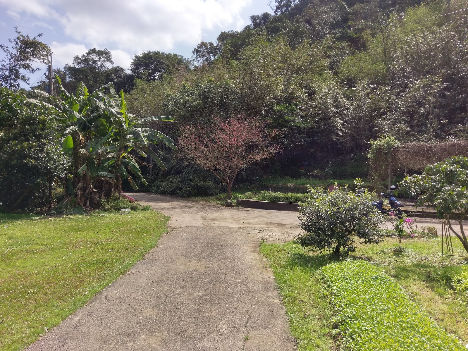 友蚋現代農夫養蜂農場入口步道,香蕉樹與緋寒櫻