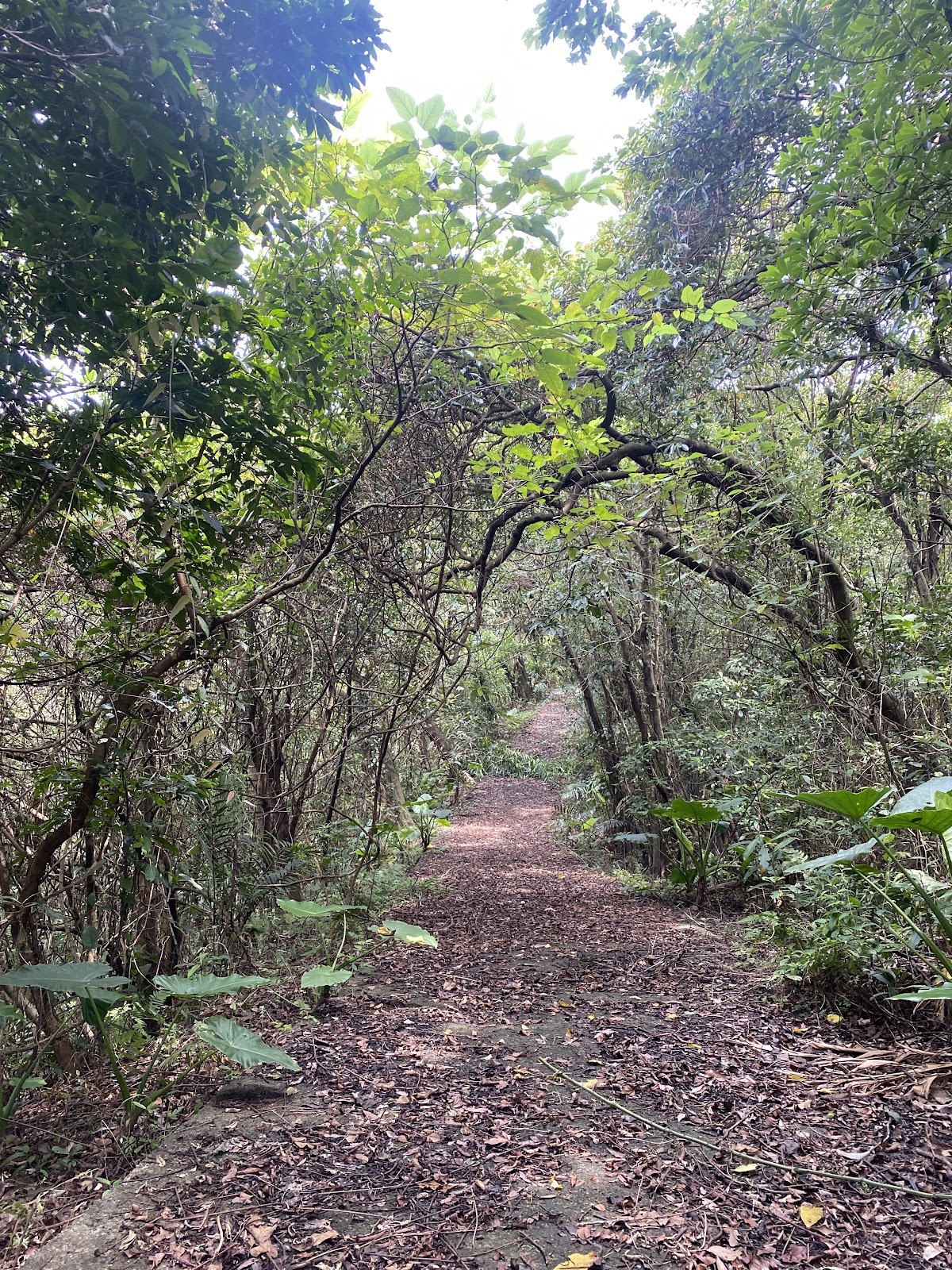 友蚋月眉洞山林步道,枯葉鋪滿的泥土小徑