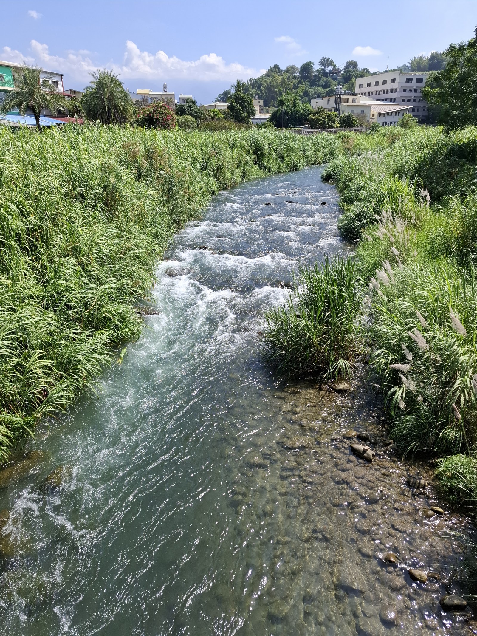 石岡情人木橋旁食水嵙溪溪水潺潺綠意環繞