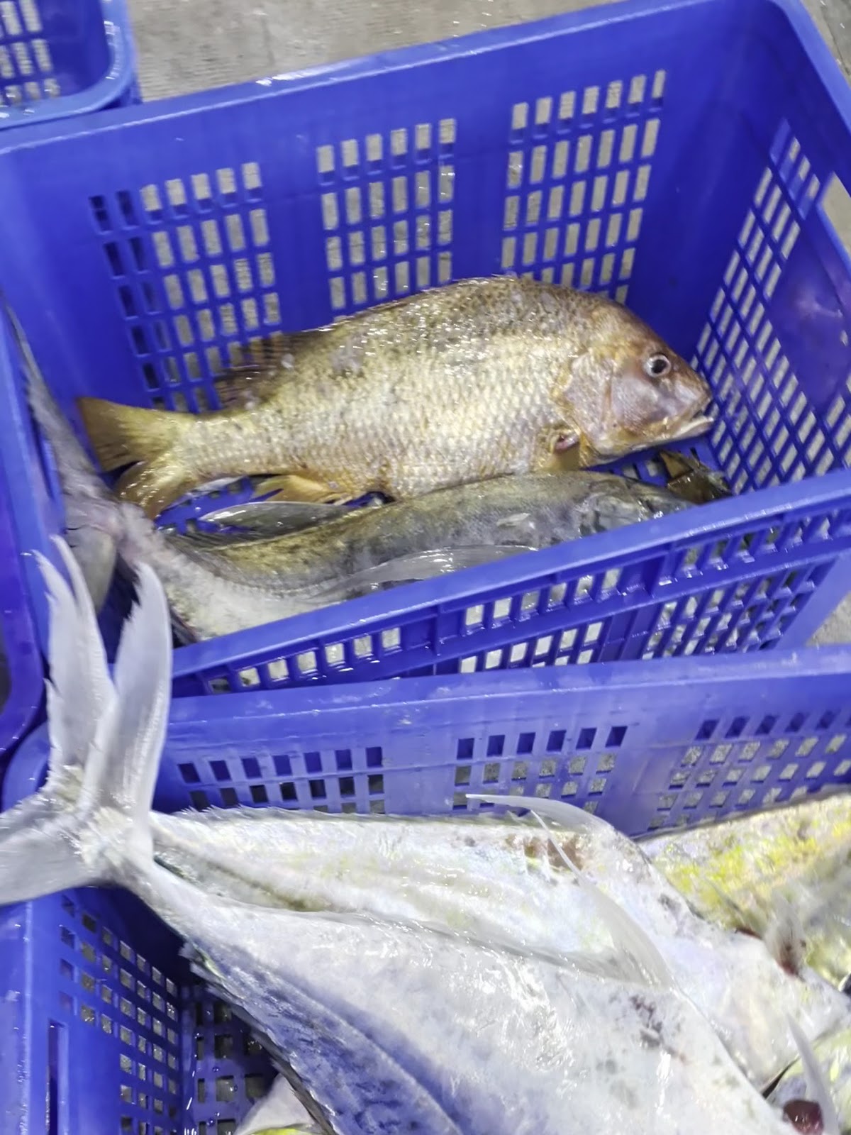 三和定置漁場現撈魚獲 三和定置漁場現撈魚獲,藍色籃中赤鯮與鬼頭刀