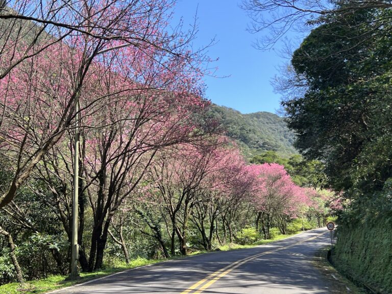 三芝櫻花道青山路緋寒櫻盛開景色