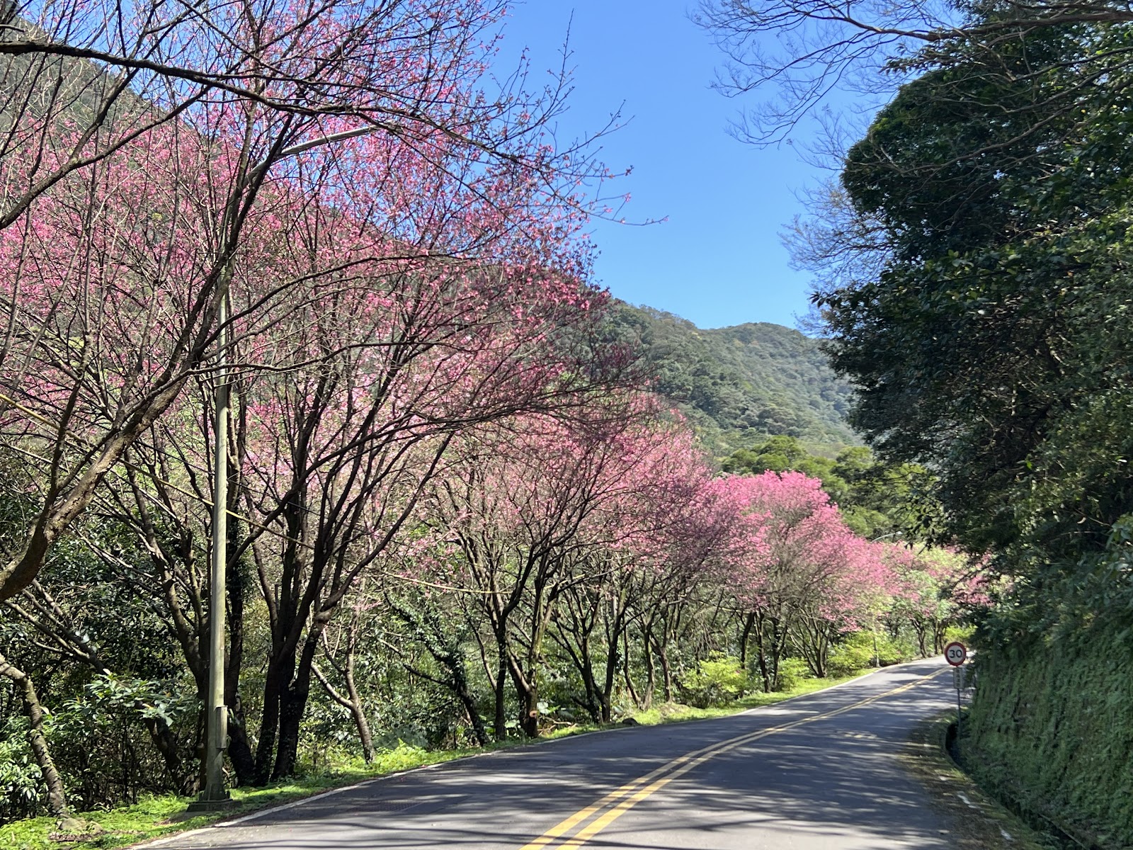 三芝櫻花道青山路緋寒櫻盛開景色