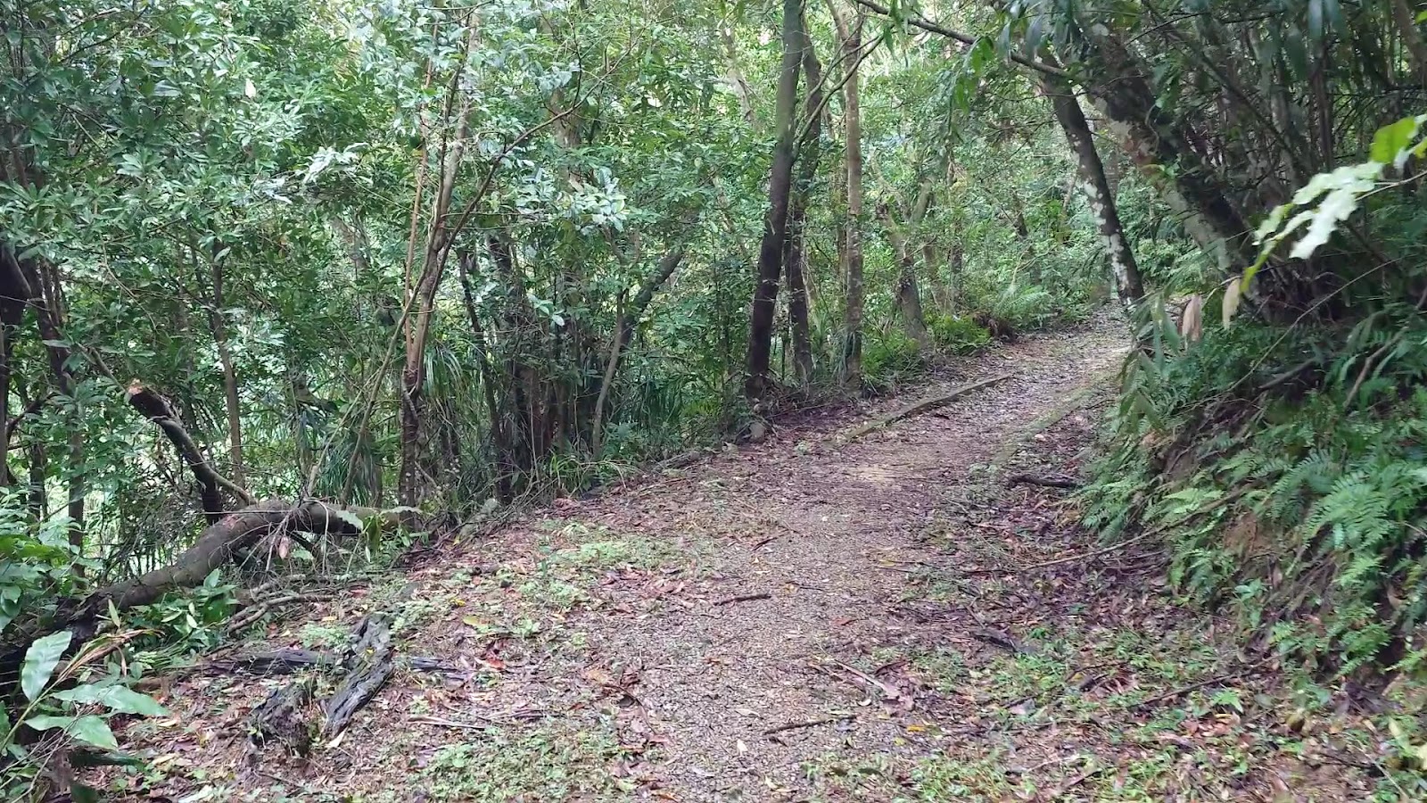 大崎嶺步道林蔭山徑