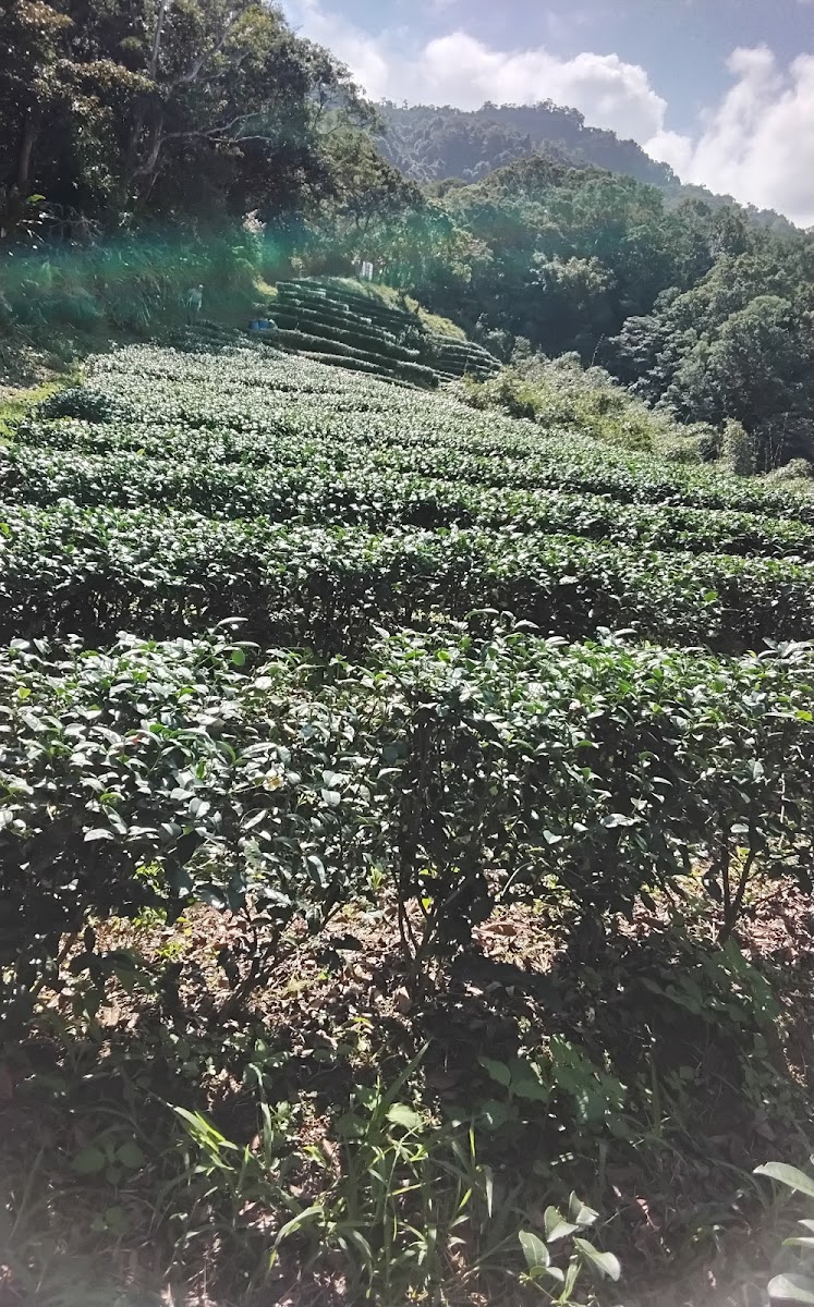 大崎嶺步道沿途茶園景觀