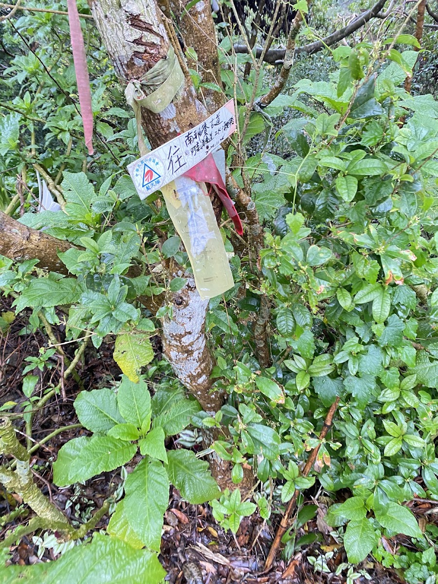 阿柔洋山沿途登山條
