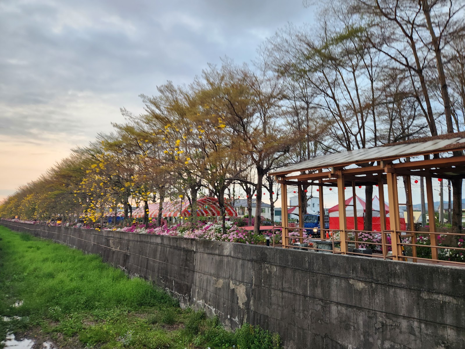 社頭杜鵑花大道花季盛開，粉紅杜鵑與黃花風鈴木沿著忠義路綻放