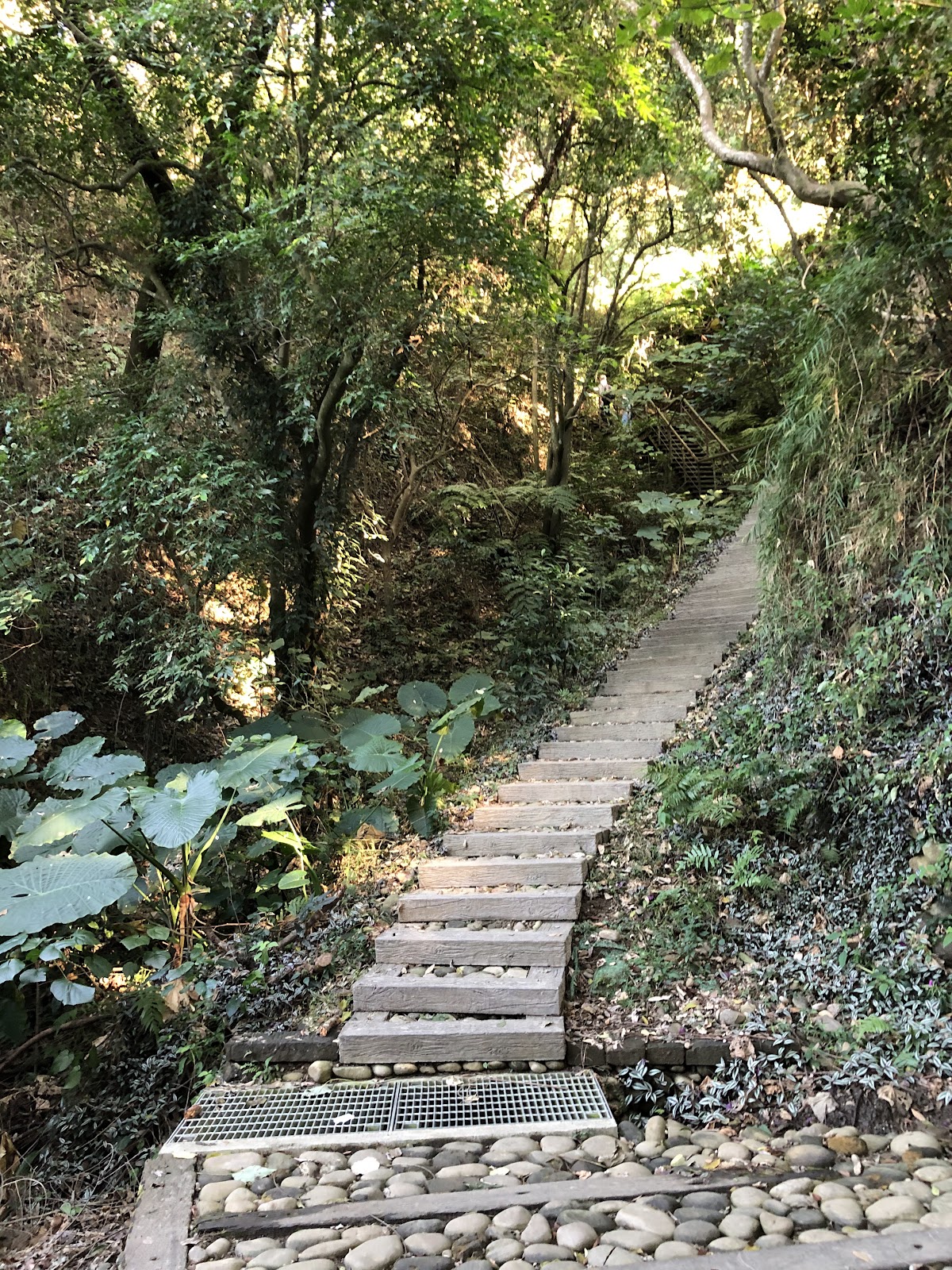 十八彎古道入口的木棧階梯,兩側林蔭茂密、鵝卵石鋪徑