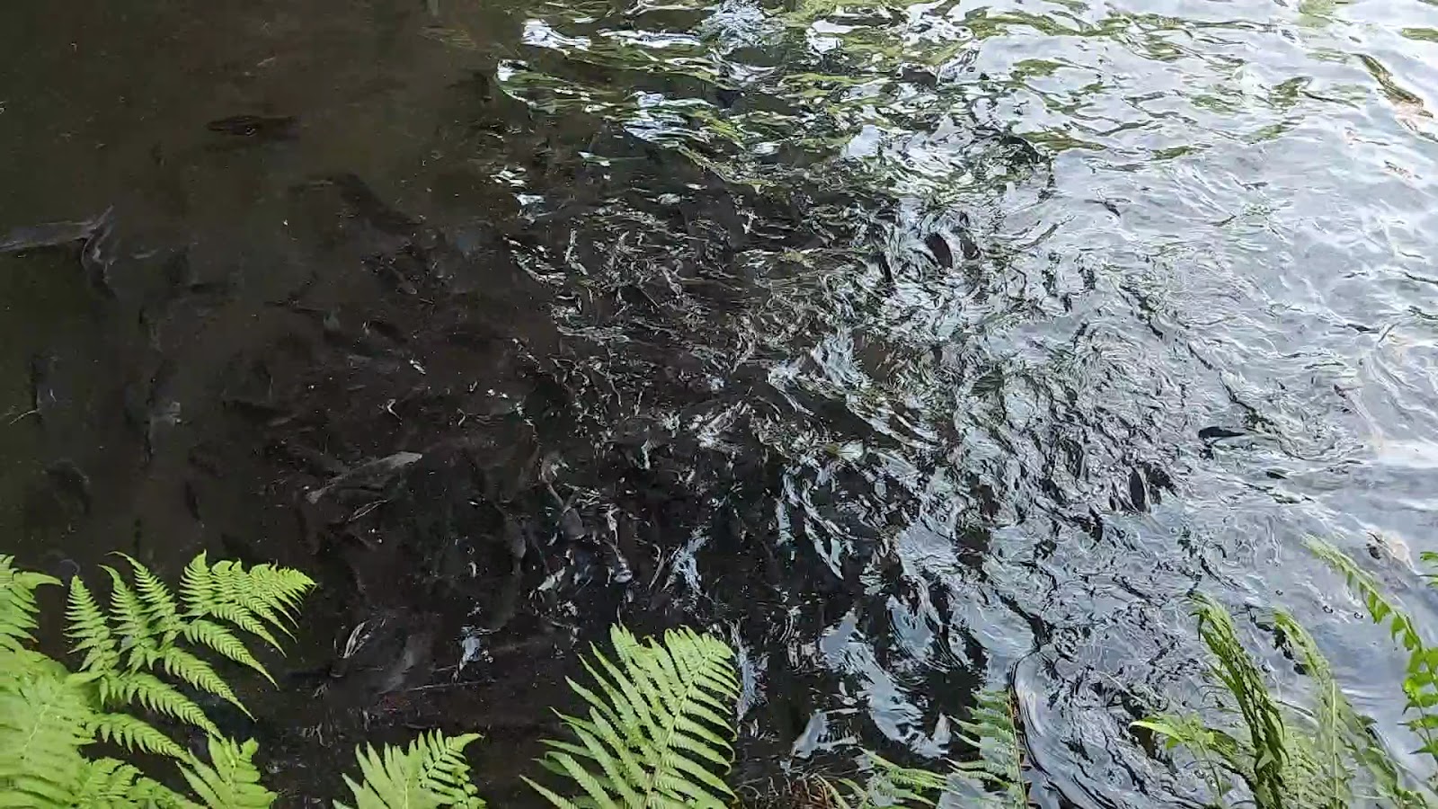 天和公園生態水池魚群