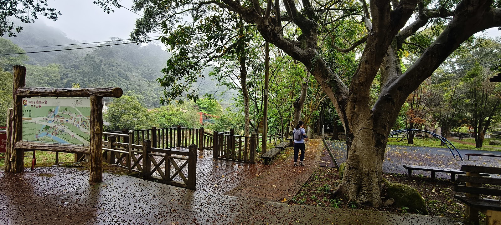 細雨濛濛中沿步道散步,兩旁大樹林蔭,遊客從步道中段經過