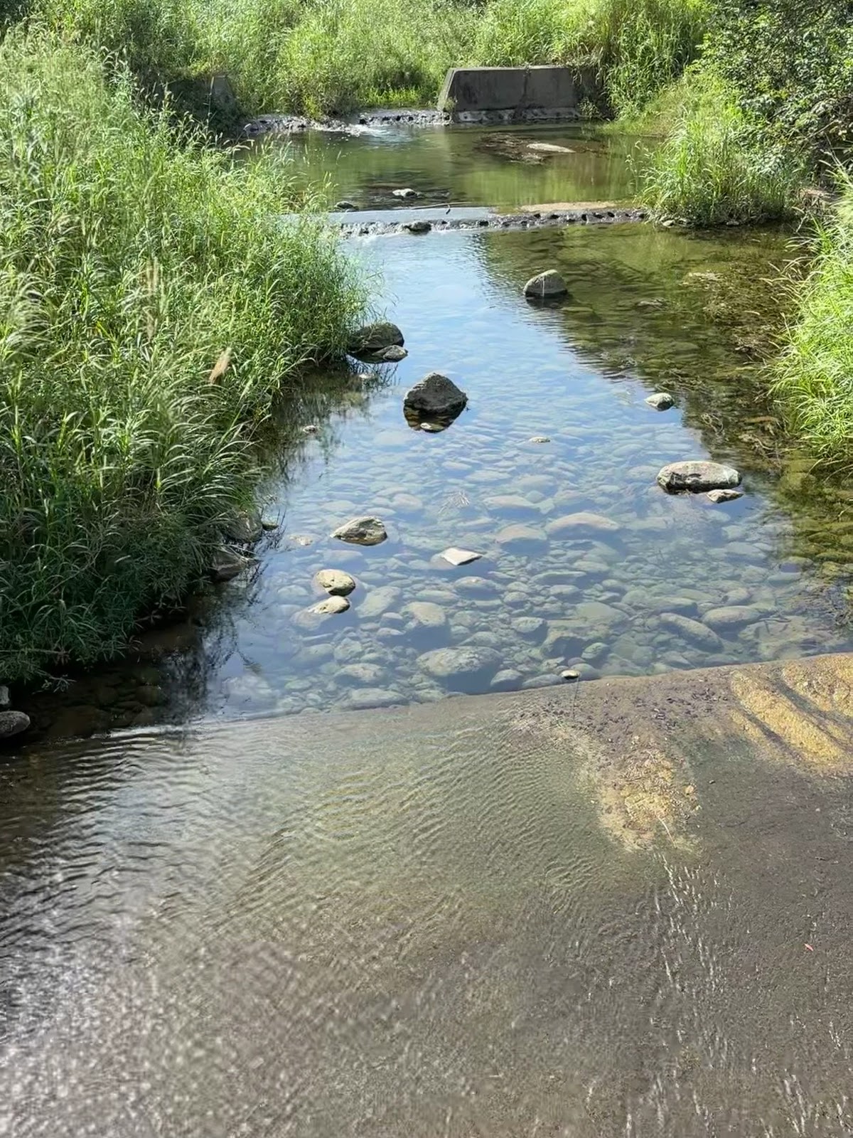 獅潭溪清澈溪水與石頭,封溪護魚範圍內可見悠游小魚