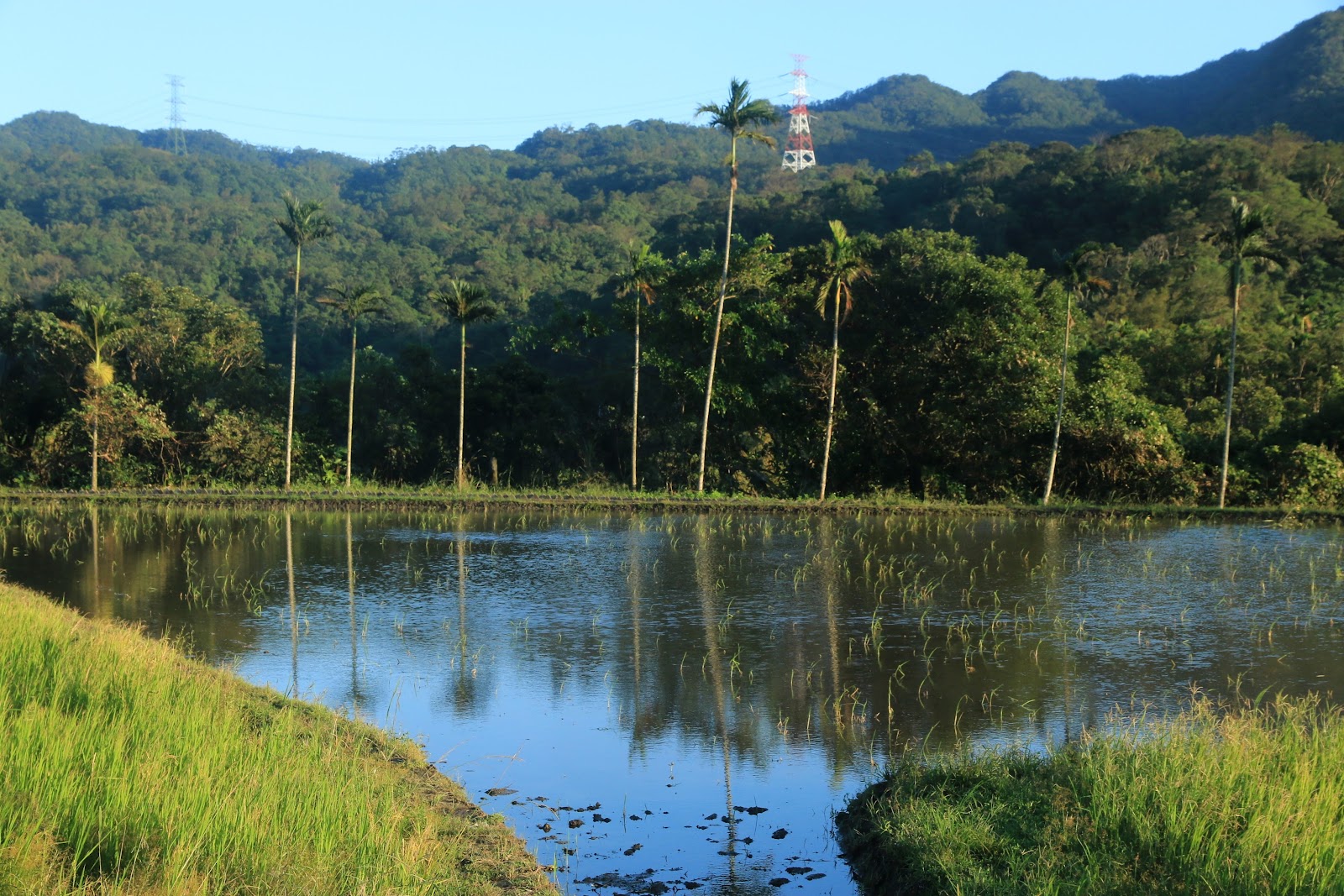 軟橋親水公園水稻田倒映檳榔樹與遠山