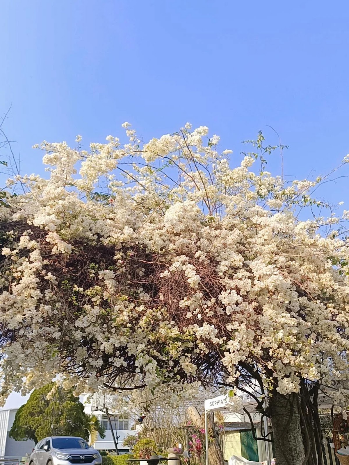 水上鄉三月最美白色九重葛，整棵老樹開滿白色花朵，花型茂密如雪