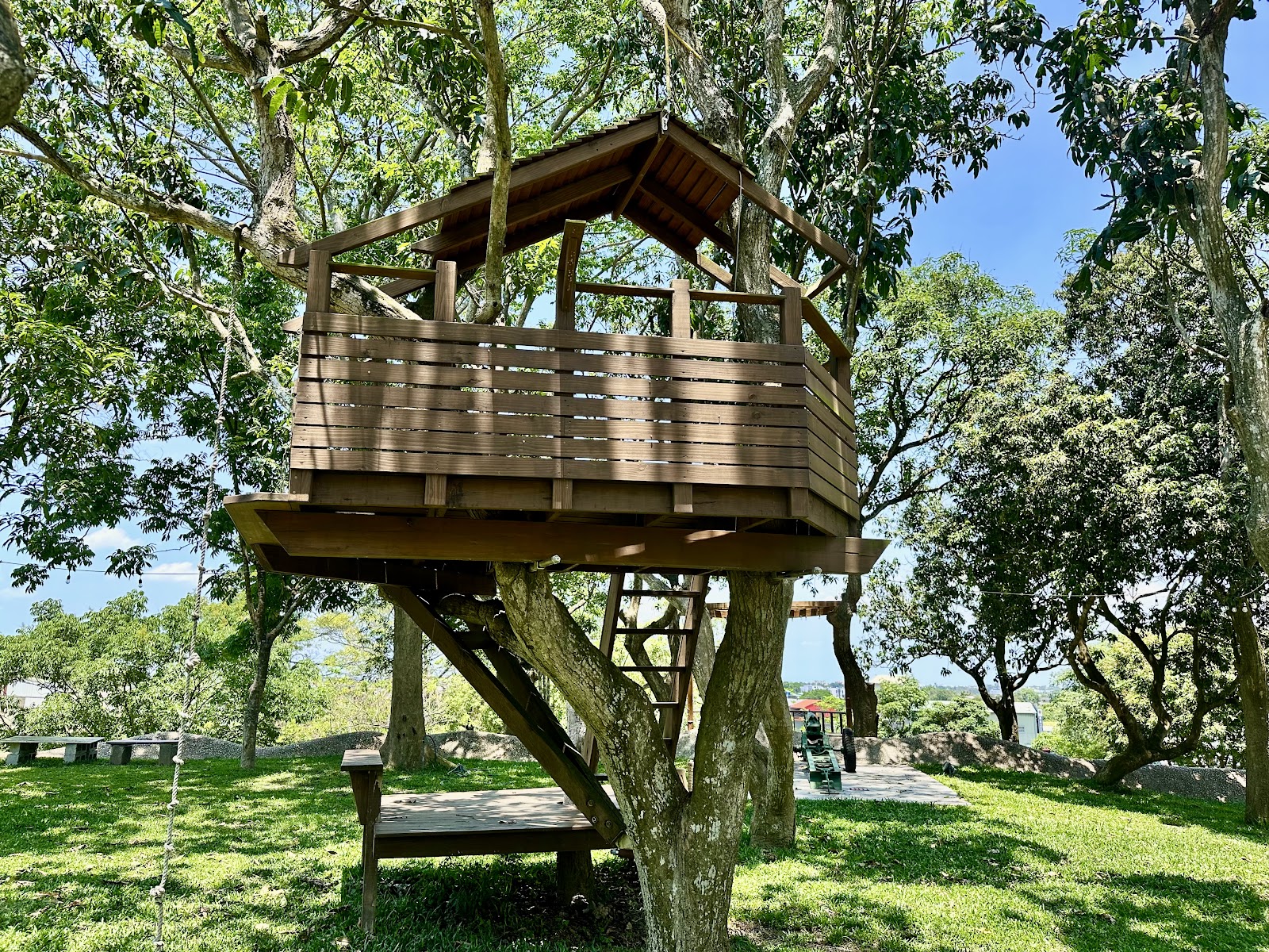 溪東公園樹屋平台，木造高架小屋架設在大樹上，底下設有長椅