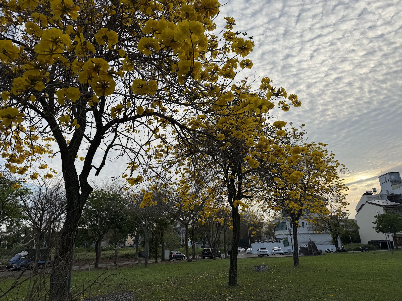溪東公園盛開的黃花風鈴木，金黃花朵掛滿枝頭對比藍天