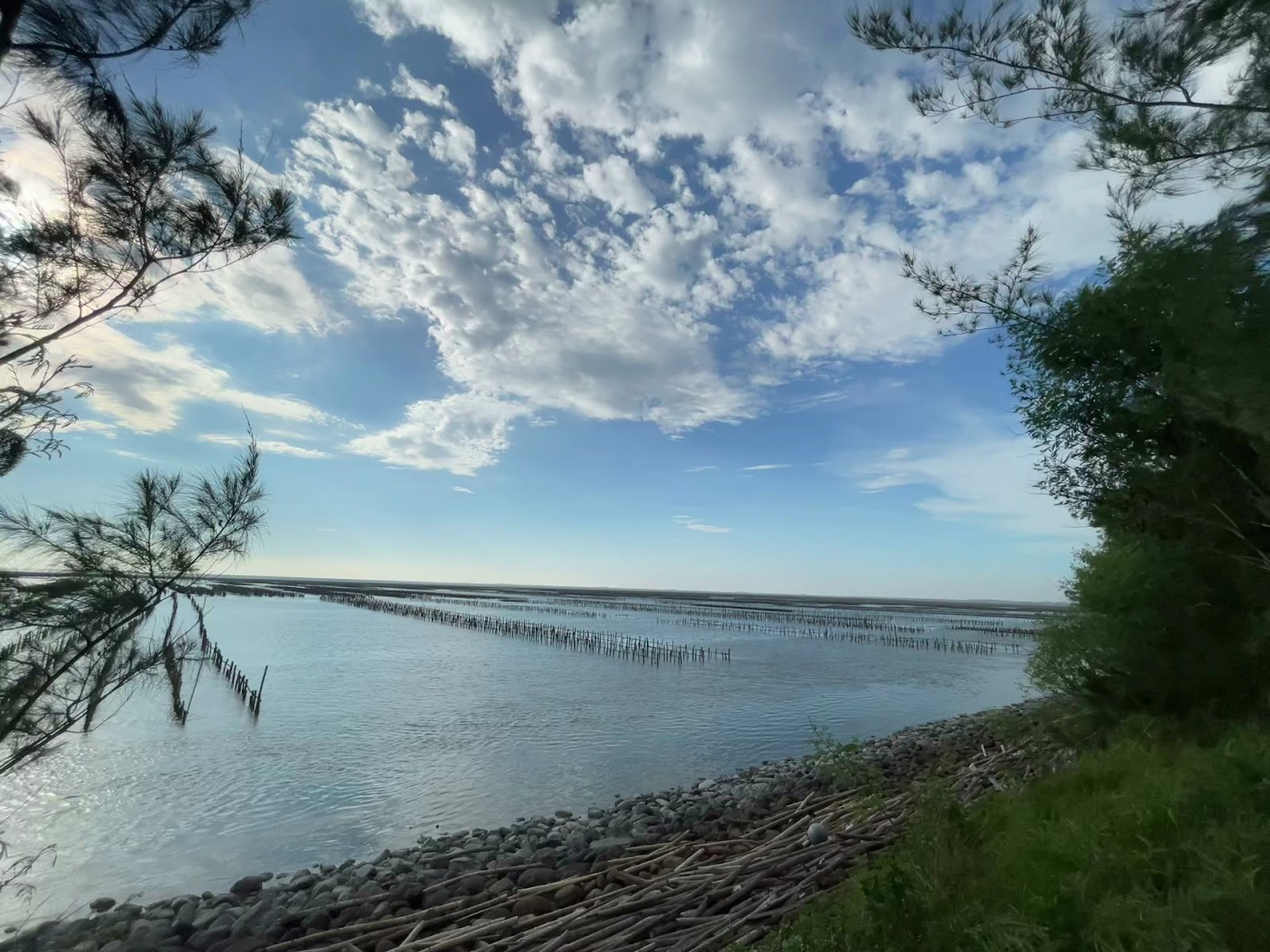 四湖海岸植物園堤防眺望蚵田海景