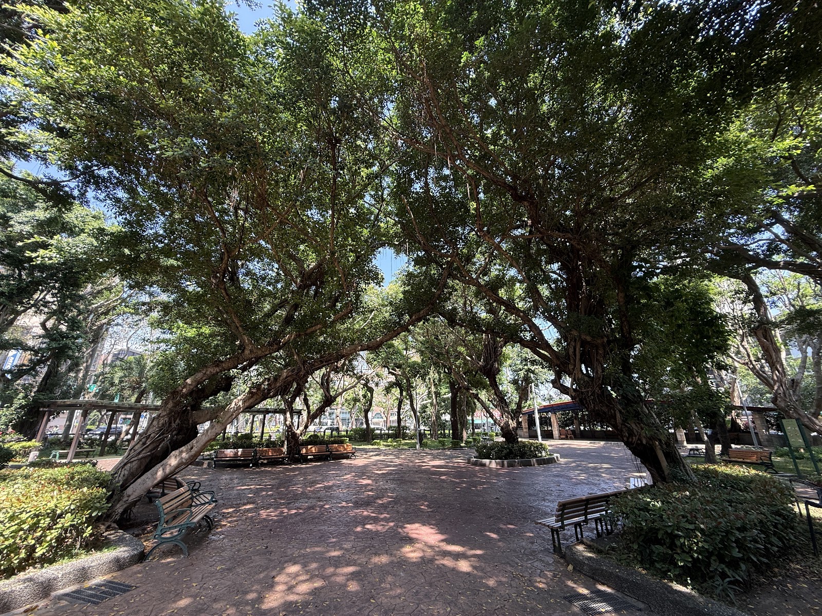 新東公園老榕樹天然拱門